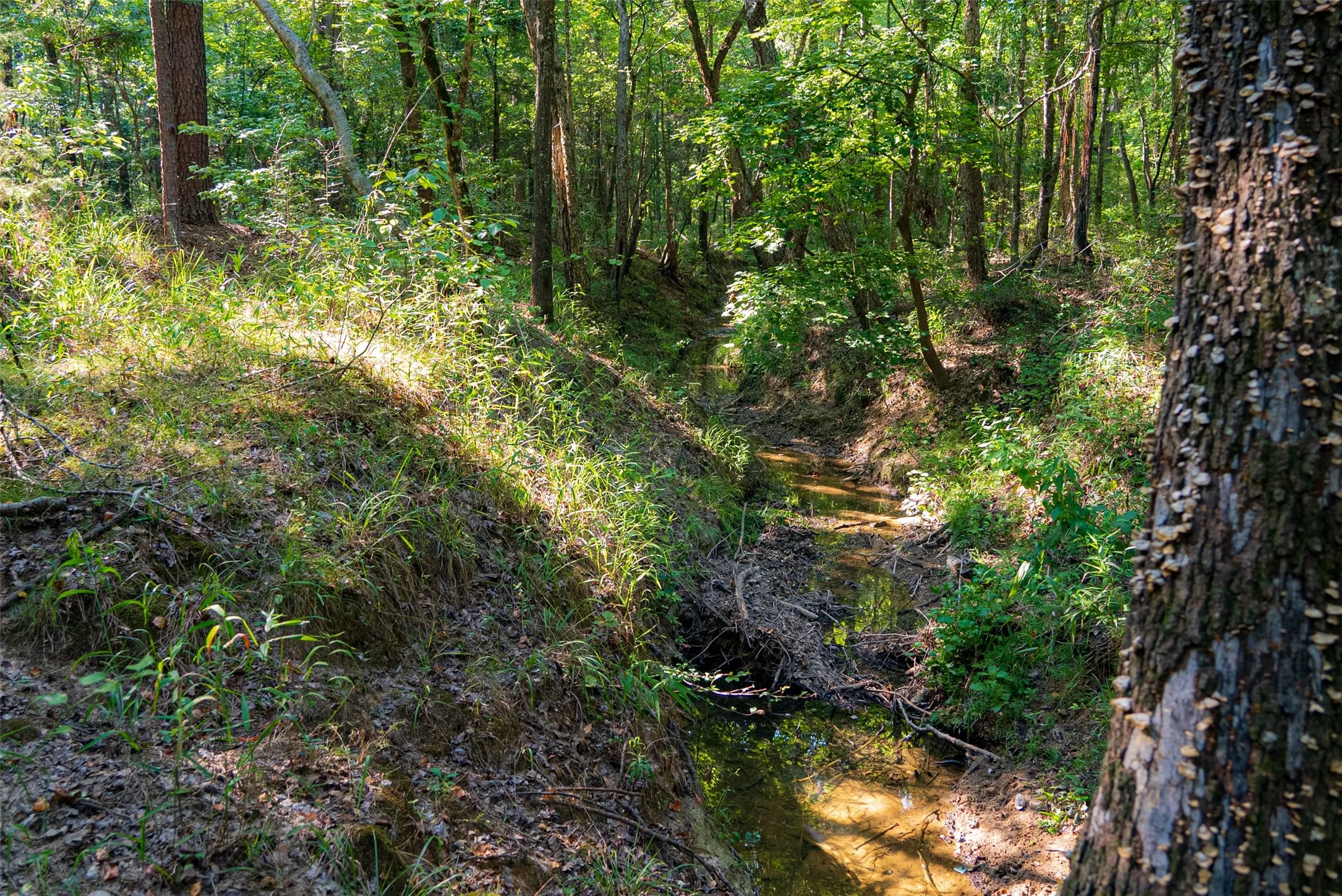Unimproved Land For Sale in Henderson County , 0 County Road 3302, Brownsboro, Texas 75756, 0, 0, Garage spaces, 0 Sqft, built in 0, Price $625,000, mls#21356189, Real Estate Agent in Brownsboro, Homes For Sale in Henderson county, Homes For Sale in Brownsboro, Realtor in Brownsboro Texas, Real Estate Brokerage Independent Realty Texas, Luminita Cordes Realtor