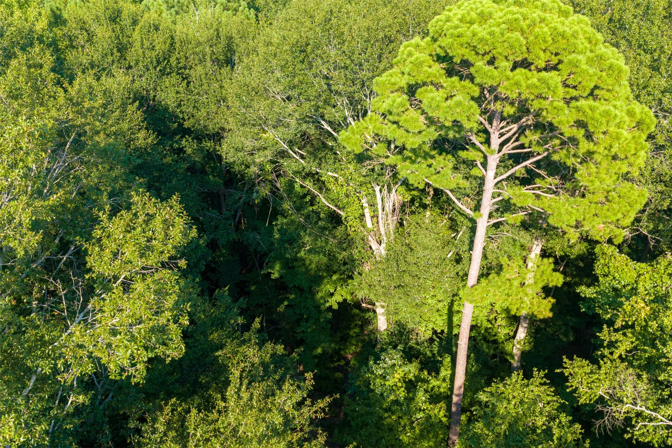 Unimproved Land For Sale in Henderson County , 0 County Road 3302, Brownsboro, Texas 75756, 0, 0, Garage spaces, 0 Sqft, built in 0, Price $625,000, mls#21356189, Real Estate Agent in Brownsboro, Homes For Sale in Henderson county, Homes For Sale in Brownsboro, Realtor in Brownsboro Texas, Real Estate Brokerage Independent Realty Texas, Luminita Cordes Realtor