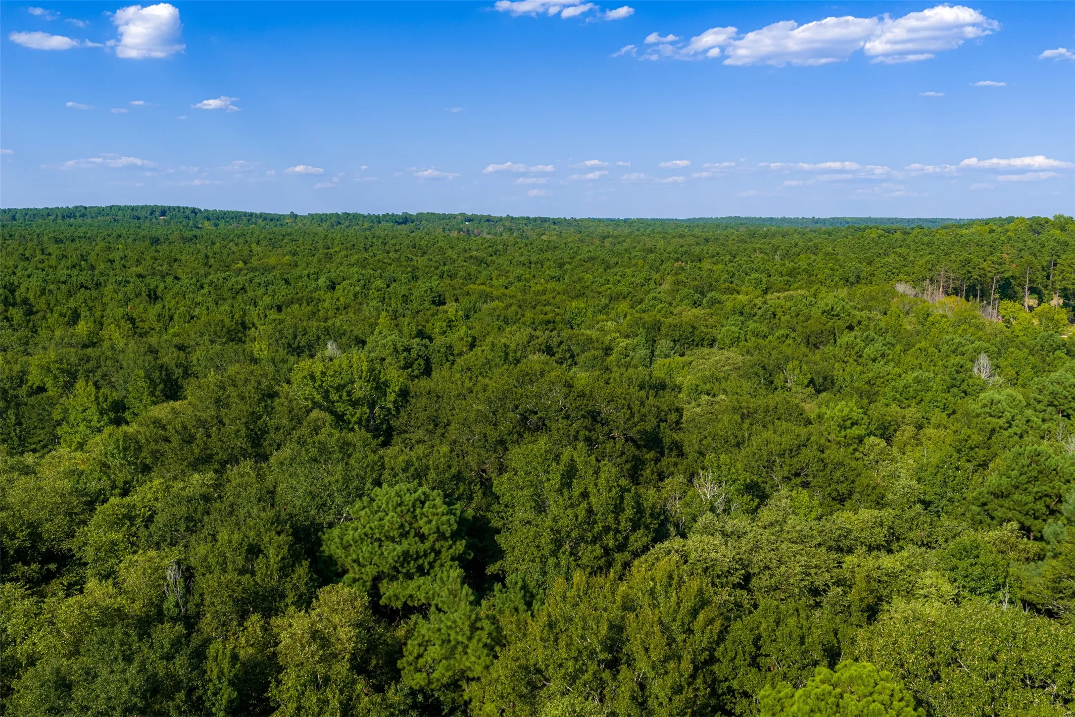 Unimproved Land For Sale in Henderson County , 0 County Road 3302, Brownsboro, Texas 75756, 0, 0, Garage spaces, 0 Sqft, built in 0, Price $625,000, mls#21356189, Real Estate Agent in Brownsboro, Homes For Sale in Henderson county, Homes For Sale in Brownsboro, Realtor in Brownsboro Texas, Real Estate Brokerage Independent Realty Texas, Luminita Cordes Realtor