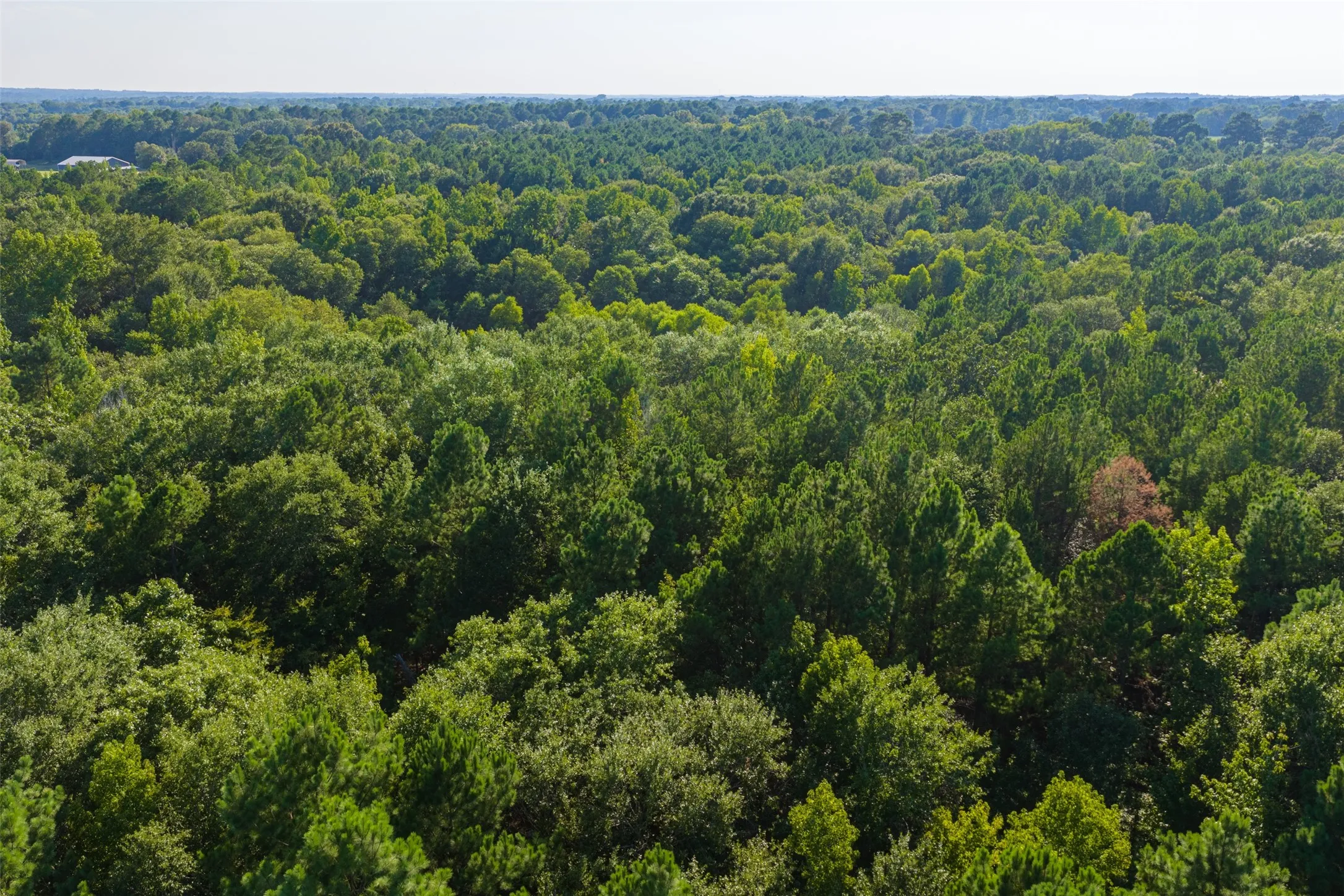 Unimproved Land For Sale in Henderson County , 0 County Road 3302, Brownsboro, Texas 75756, 0, 0, Garage spaces, 0 Sqft, built in 0, Price $625,000, mls#21356189, Real Estate Agent in Brownsboro, Homes For Sale in Henderson county, Homes For Sale in Brownsboro, Realtor in Brownsboro Texas, Real Estate Brokerage Independent Realty Texas, Luminita Cordes Realtor