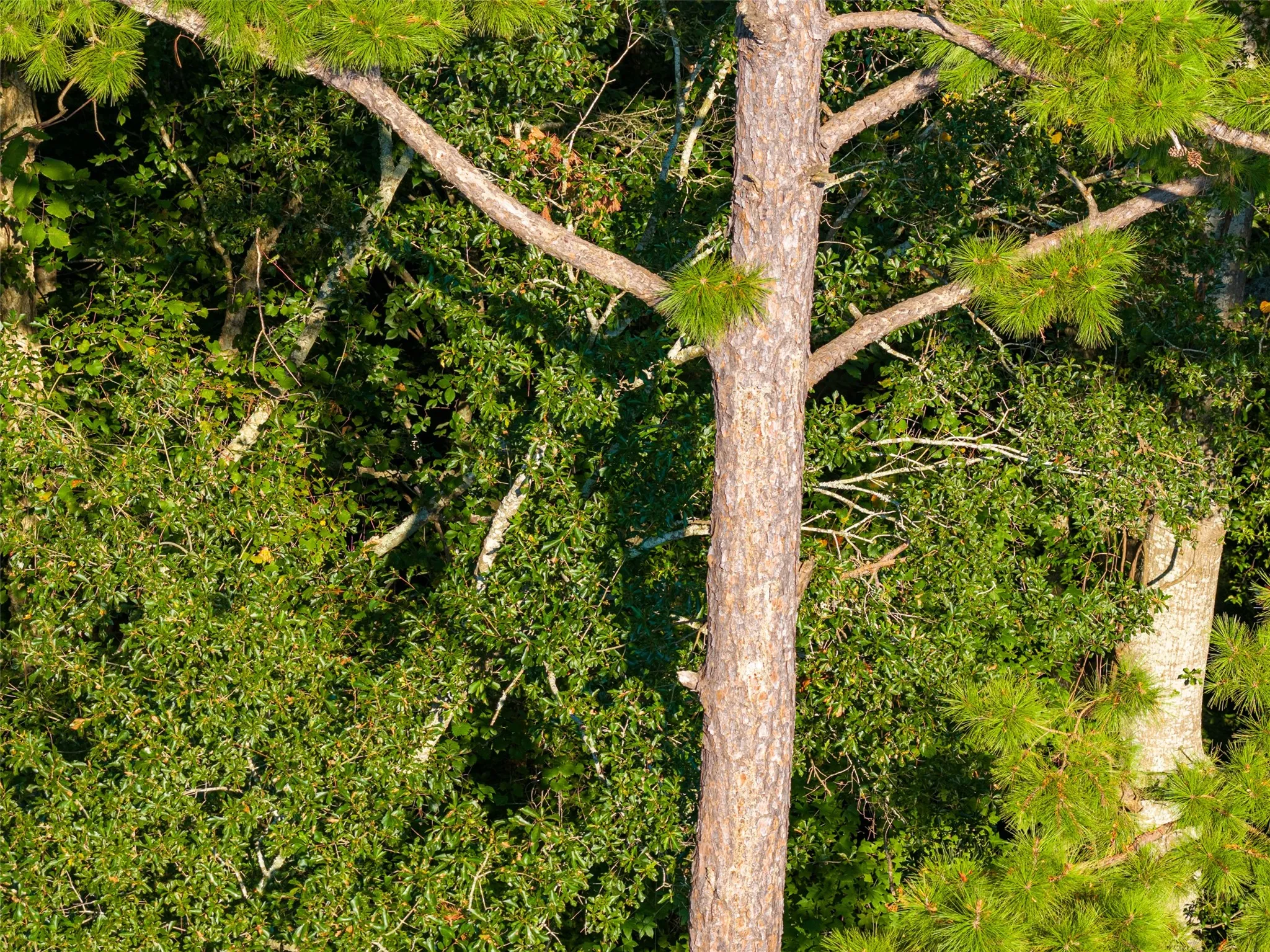 Unimproved Land For Sale in Henderson County , 0 County Road 3302, Brownsboro, Texas 75756, 0, 0, Garage spaces, 0 Sqft, built in 0, Price $625,000, mls#21356189, Real Estate Agent in Brownsboro, Homes For Sale in Henderson county, Homes For Sale in Brownsboro, Realtor in Brownsboro Texas, Real Estate Brokerage Independent Realty Texas, Luminita Cordes Realtor