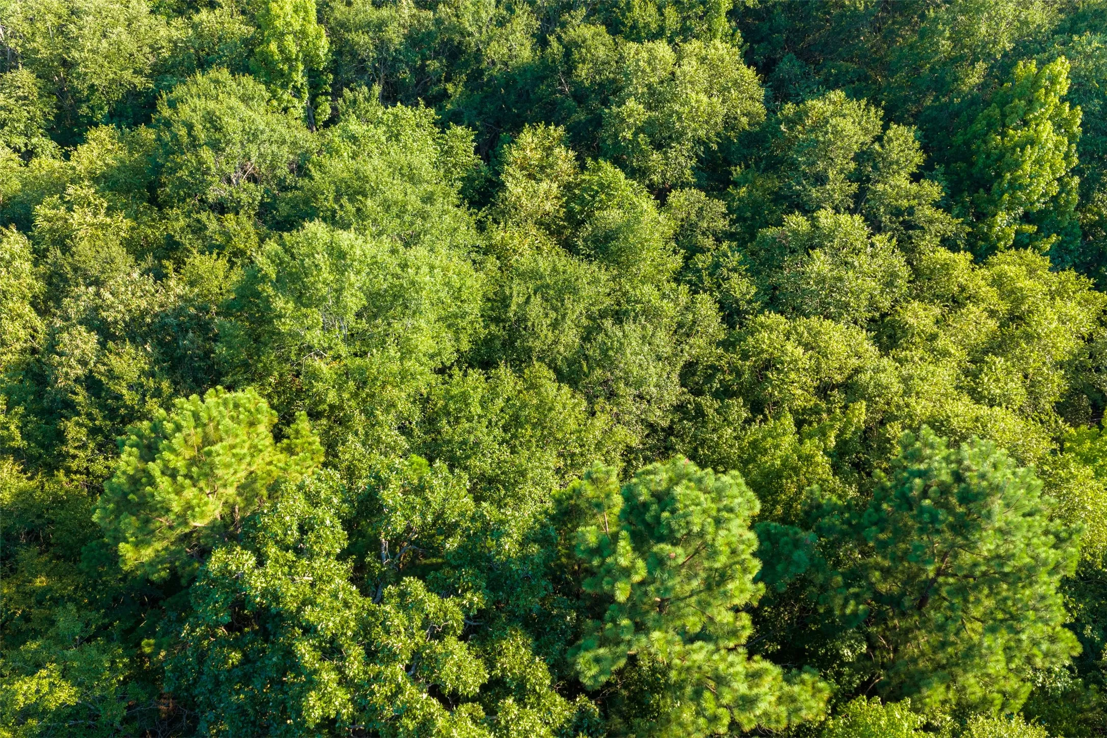 Unimproved Land For Sale in Henderson County , 0 County Road 3302, Brownsboro, Texas 75756, 0, 0, Garage spaces, 0 Sqft, built in 0, Price $625,000, mls#21356189, Real Estate Agent in Brownsboro, Homes For Sale in Henderson county, Homes For Sale in Brownsboro, Realtor in Brownsboro Texas, Real Estate Brokerage Independent Realty Texas, Luminita Cordes Realtor
