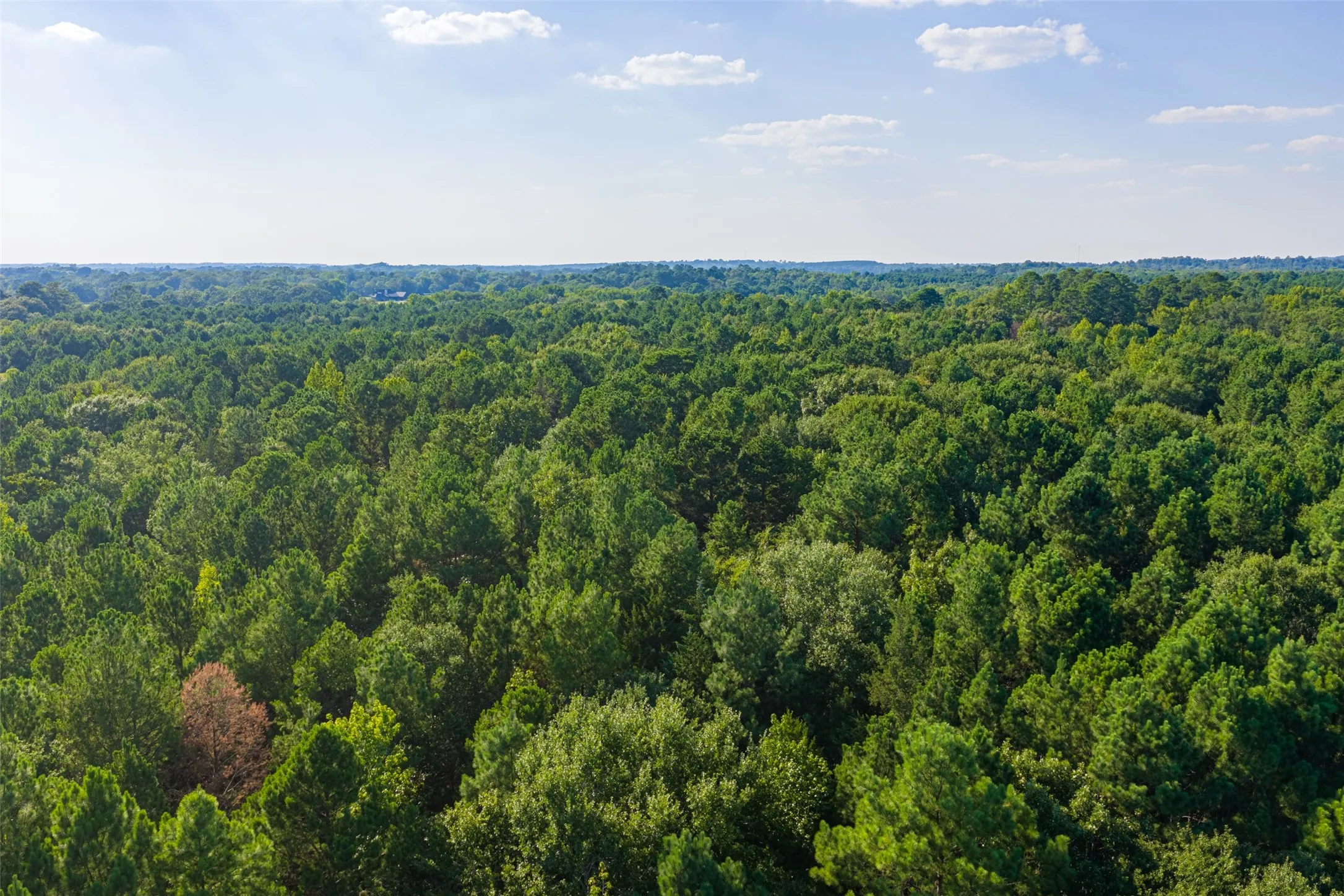 Unimproved Land For Sale in Henderson County , 0 County Road 3302, Brownsboro, Texas 75756, 0, 0, Garage spaces, 0 Sqft, built in 0, Price $625,000, mls#21356189, Real Estate Agent in Brownsboro, Homes For Sale in Henderson county, Homes For Sale in Brownsboro, Realtor in Brownsboro Texas, Real Estate Brokerage Independent Realty Texas, Luminita Cordes Realtor