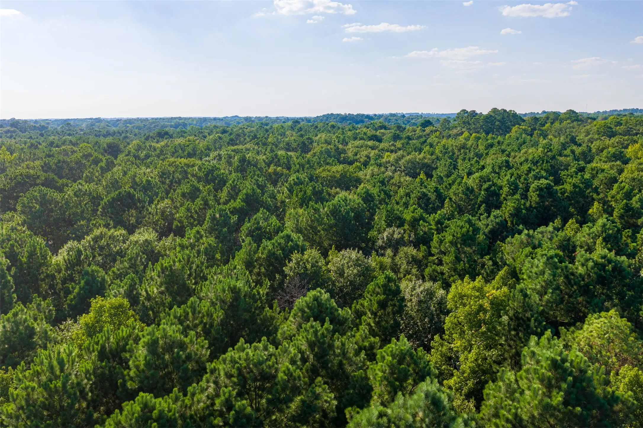 Unimproved Land For Sale in Henderson County , 0 County Road 3302, Brownsboro, Texas 75756, 0, 0, Garage spaces, 0 Sqft, built in 0, Price $625,000, mls#21356189, Real Estate Agent in Brownsboro, Homes For Sale in Henderson county, Homes For Sale in Brownsboro, Realtor in Brownsboro Texas, Real Estate Brokerage Independent Realty Texas, Luminita Cordes Realtor