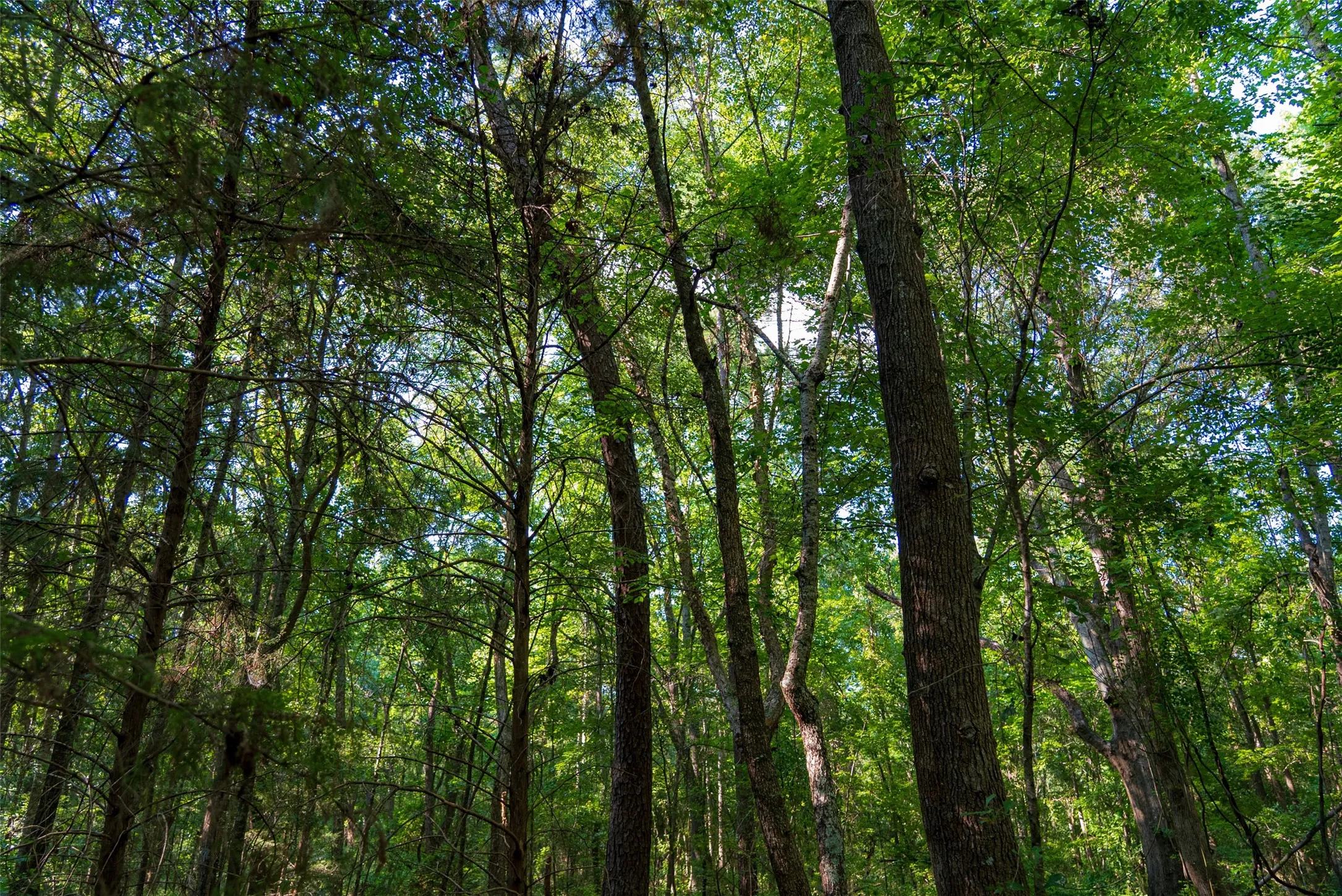 Unimproved Land For Sale in Henderson County , 0 County Road 3302, Brownsboro, Texas 75756, 0, 0, Garage spaces, 0 Sqft, built in 0, Price $625,000, mls#21356189, Real Estate Agent in Brownsboro, Homes For Sale in Henderson county, Homes For Sale in Brownsboro, Realtor in Brownsboro Texas, Real Estate Brokerage Independent Realty Texas, Luminita Cordes Realtor