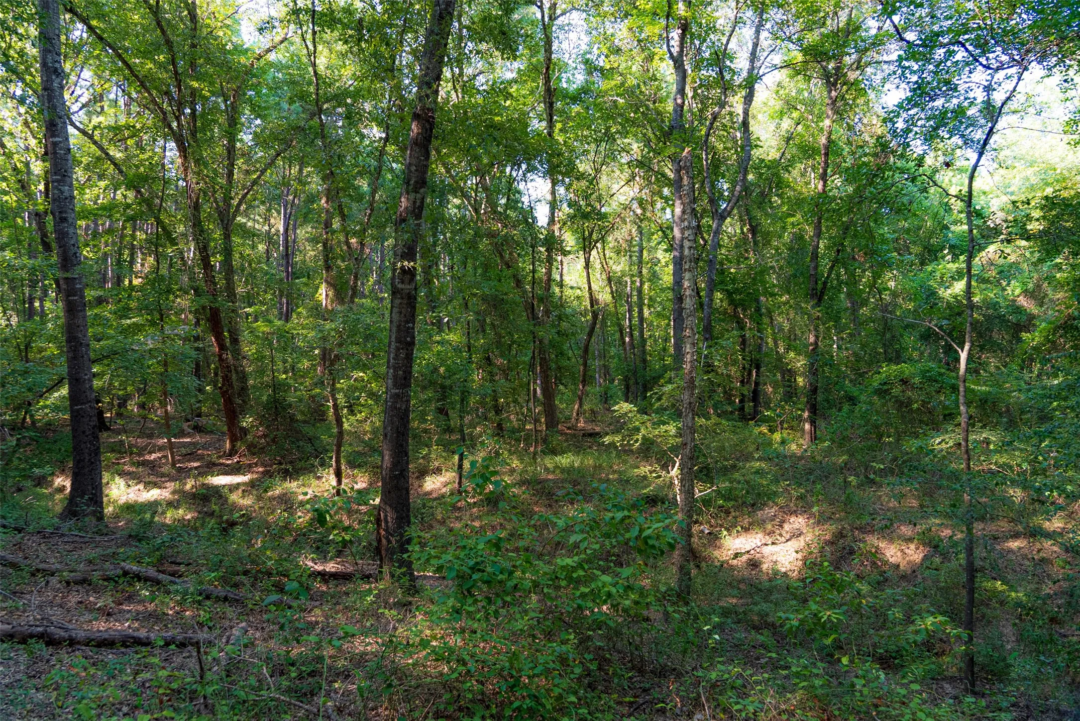 Unimproved Land For Sale in Henderson County , 0 County Road 3302, Brownsboro, Texas 75756, 0, 0, Garage spaces, 0 Sqft, built in 0, Price $625,000, mls#21356189, Real Estate Agent in Brownsboro, Homes For Sale in Henderson county, Homes For Sale in Brownsboro, Realtor in Brownsboro Texas, Real Estate Brokerage Independent Realty Texas, Luminita Cordes Realtor