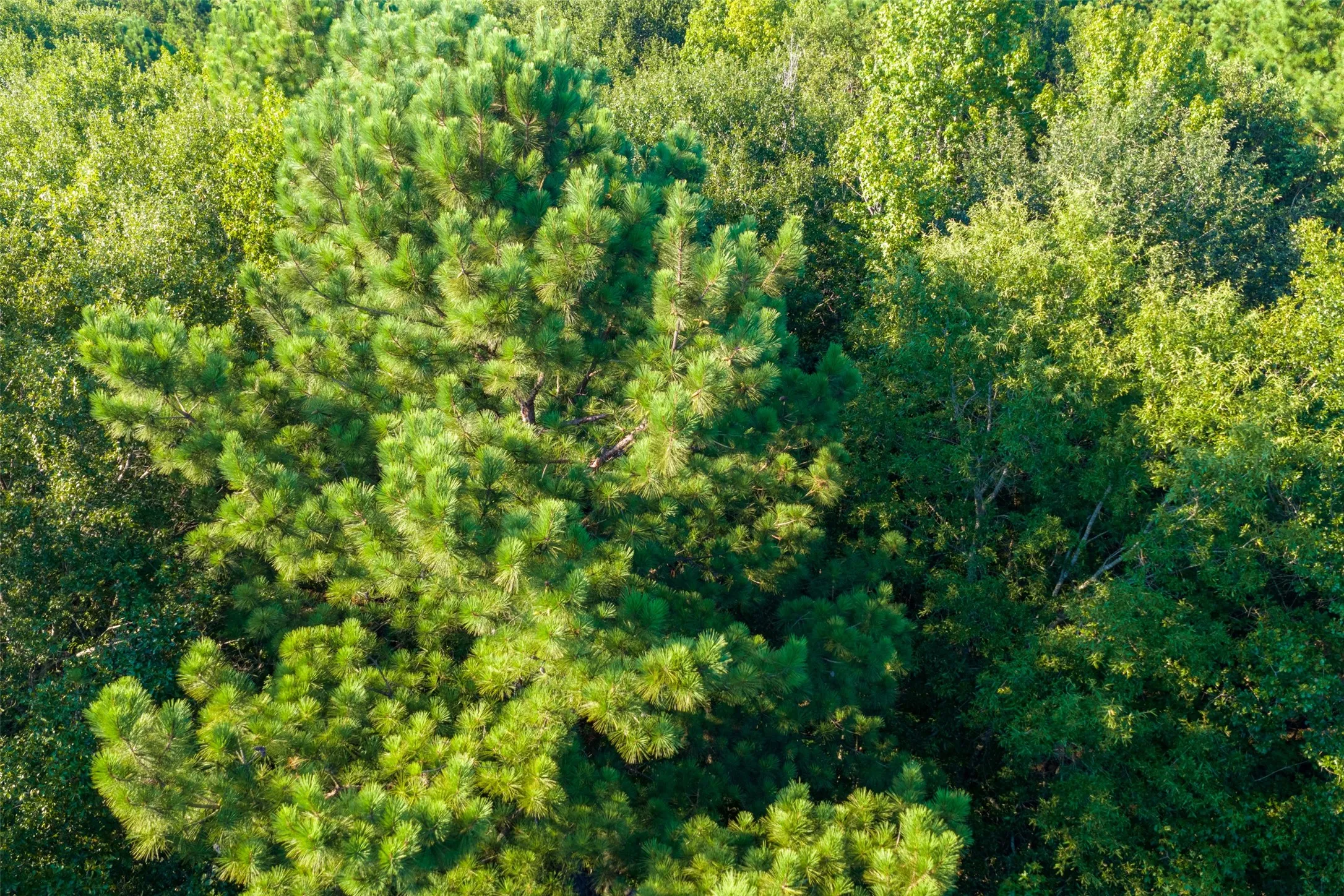 Unimproved Land For Sale in Henderson County , 0 County Road 3302, Brownsboro, Texas 75756, 0, 0, Garage spaces, 0 Sqft, built in 0, Price $625,000, mls#21356189, Real Estate Agent in Brownsboro, Homes For Sale in Henderson county, Homes For Sale in Brownsboro, Realtor in Brownsboro Texas, Real Estate Brokerage Independent Realty Texas, Luminita Cordes Realtor
