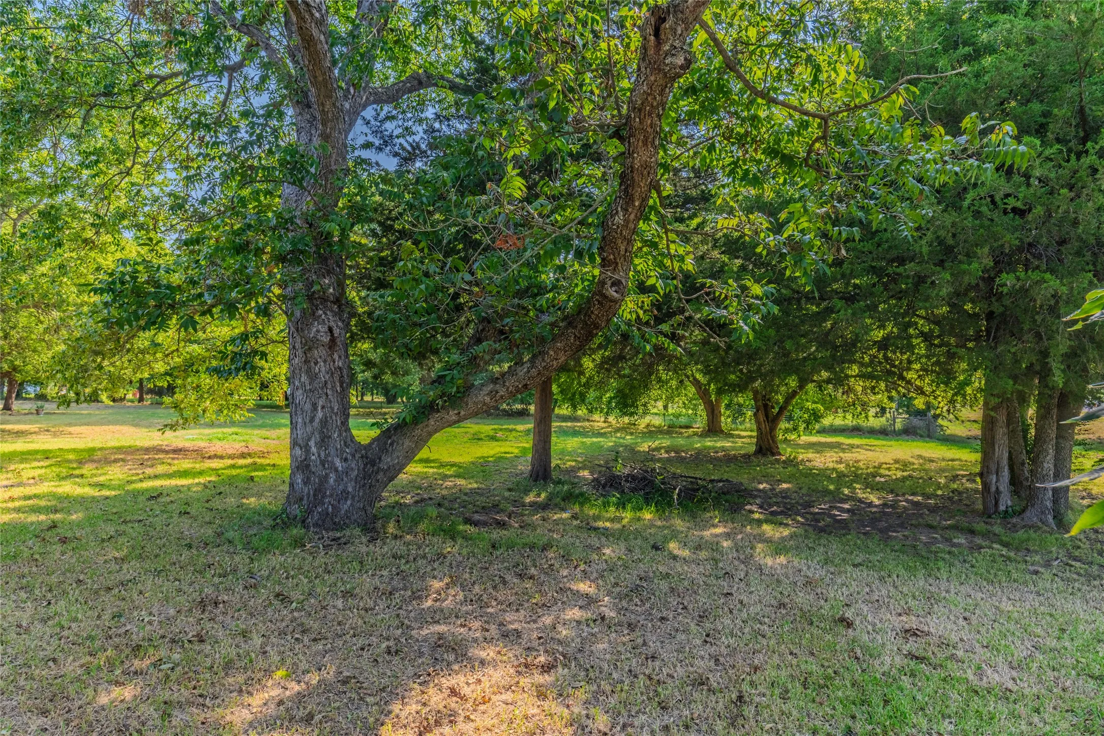 Expansive green space featuring mature trees and dappled sunlight