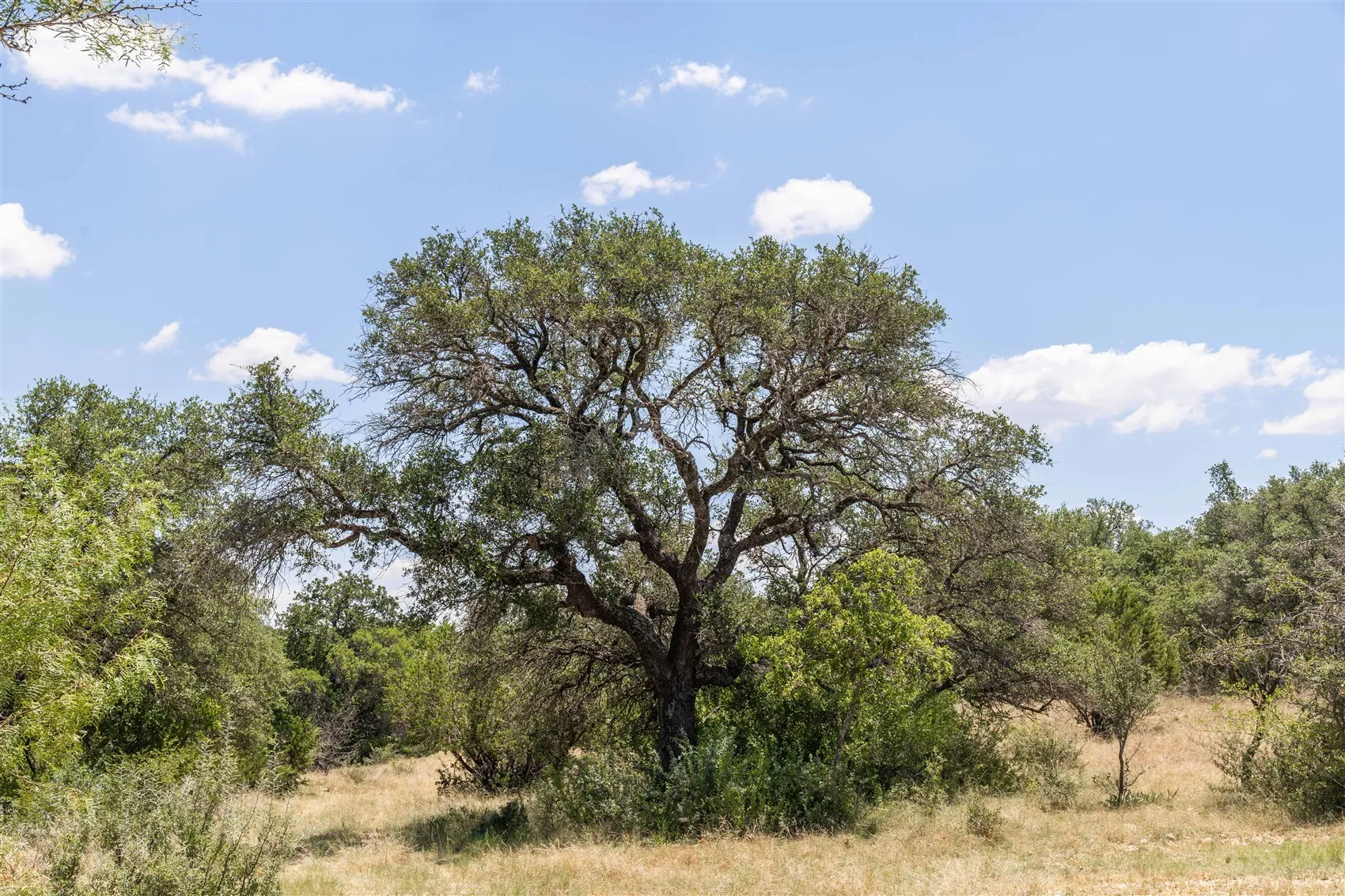 Ranch For Sale in Brown County , 3800 Forest Hill Drive, Brownwood, Texas 76801, 0, 0, Garage spaces, 0 Sqft, built in 0, mls#21355623, Real Estate Agent in Brownwood, Homes For Sale in Brown county, Homes For Sale in Brownwood, Realtor in Brownwood Texas, Real Estate Brokerage Independent Realty Texas, Luminita Cordes Realtor