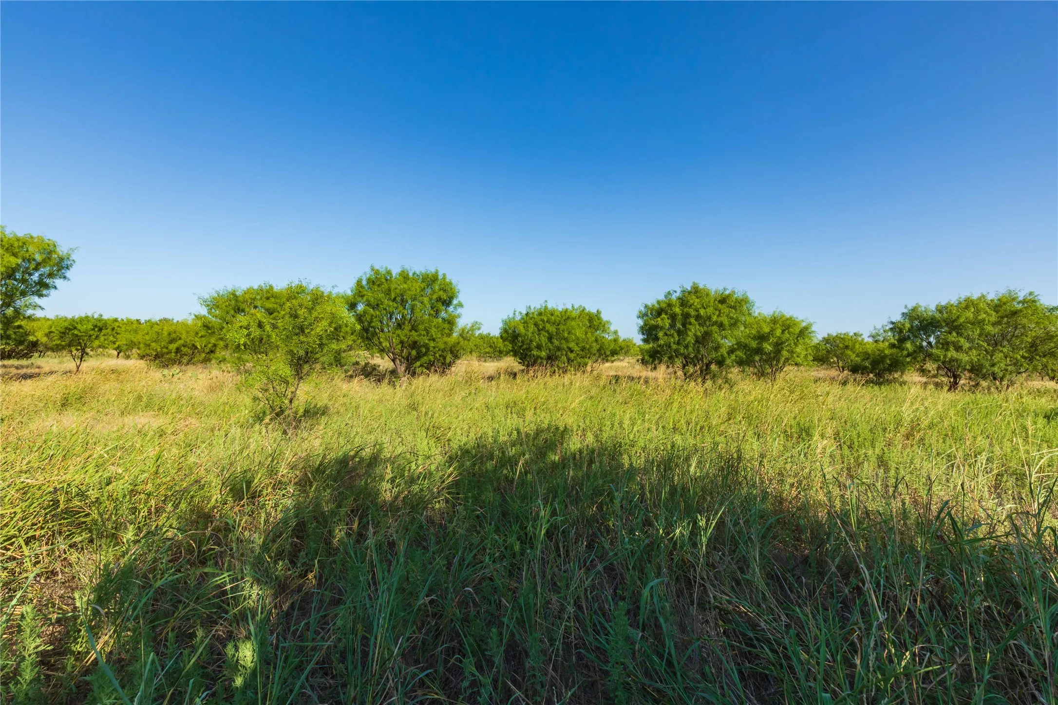 Unimproved Land For Sale in Taylor County , TBD HWY 83 CR 250 HWY 83, Ovalo, Texas 79541, 0, 0, Garage spaces, 0 Sqft, built in 0, mls#21356611, Real Estate Agent in Ovalo, Homes For Sale in Taylor county, Homes For Sale in Ovalo, Realtor in Ovalo Texas, Real Estate Brokerage Independent Realty Texas, Luminita Cordes Realtor