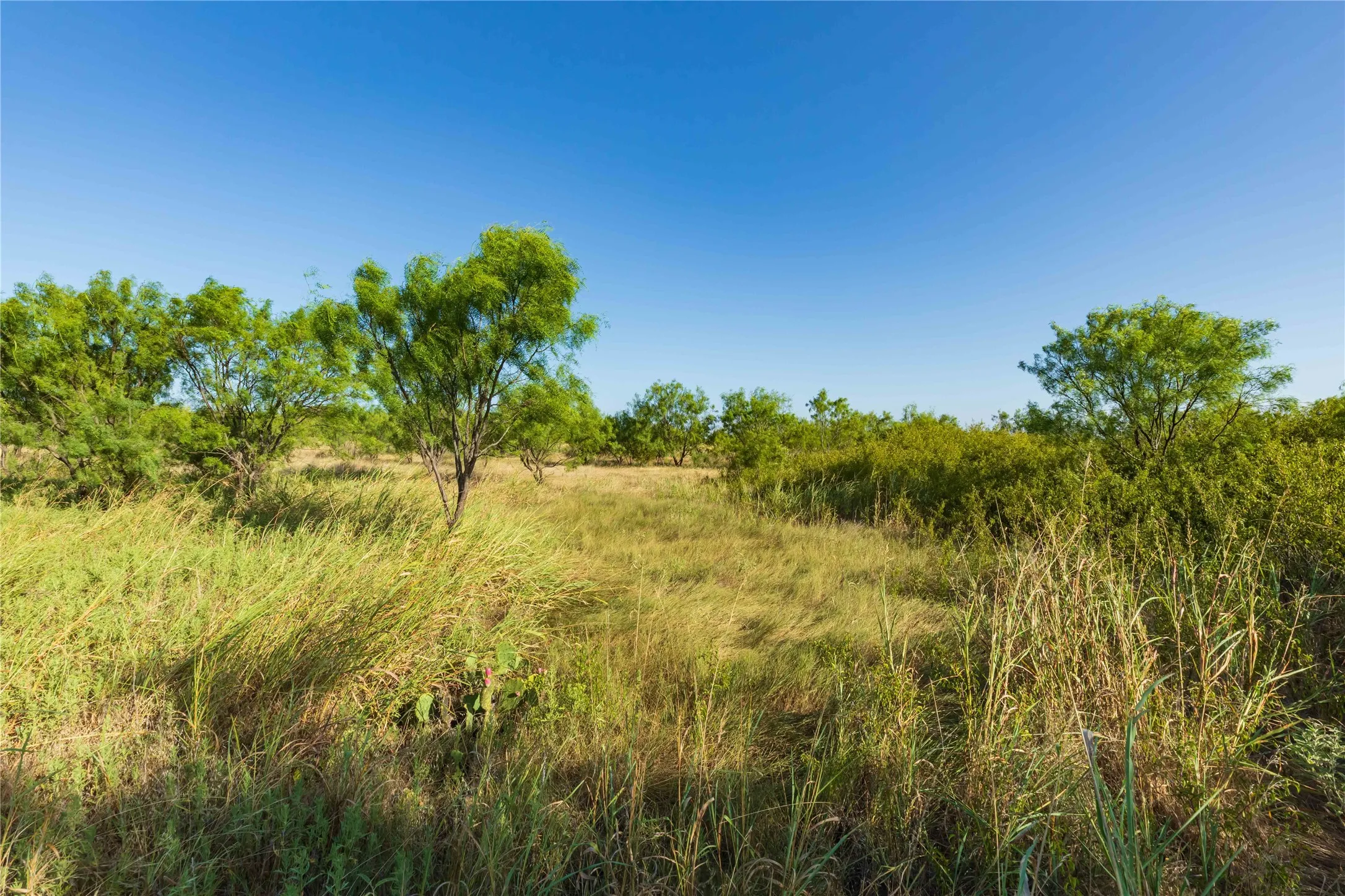 Unimproved Land For Sale in Taylor County , TBD HWY 83 CR 250 HWY 83, Ovalo, Texas 79541, 0, 0, Garage spaces, 0 Sqft, built in 0, mls#21356611, Real Estate Agent in Ovalo, Homes For Sale in Taylor county, Homes For Sale in Ovalo, Realtor in Ovalo Texas, Real Estate Brokerage Independent Realty Texas, Luminita Cordes Realtor