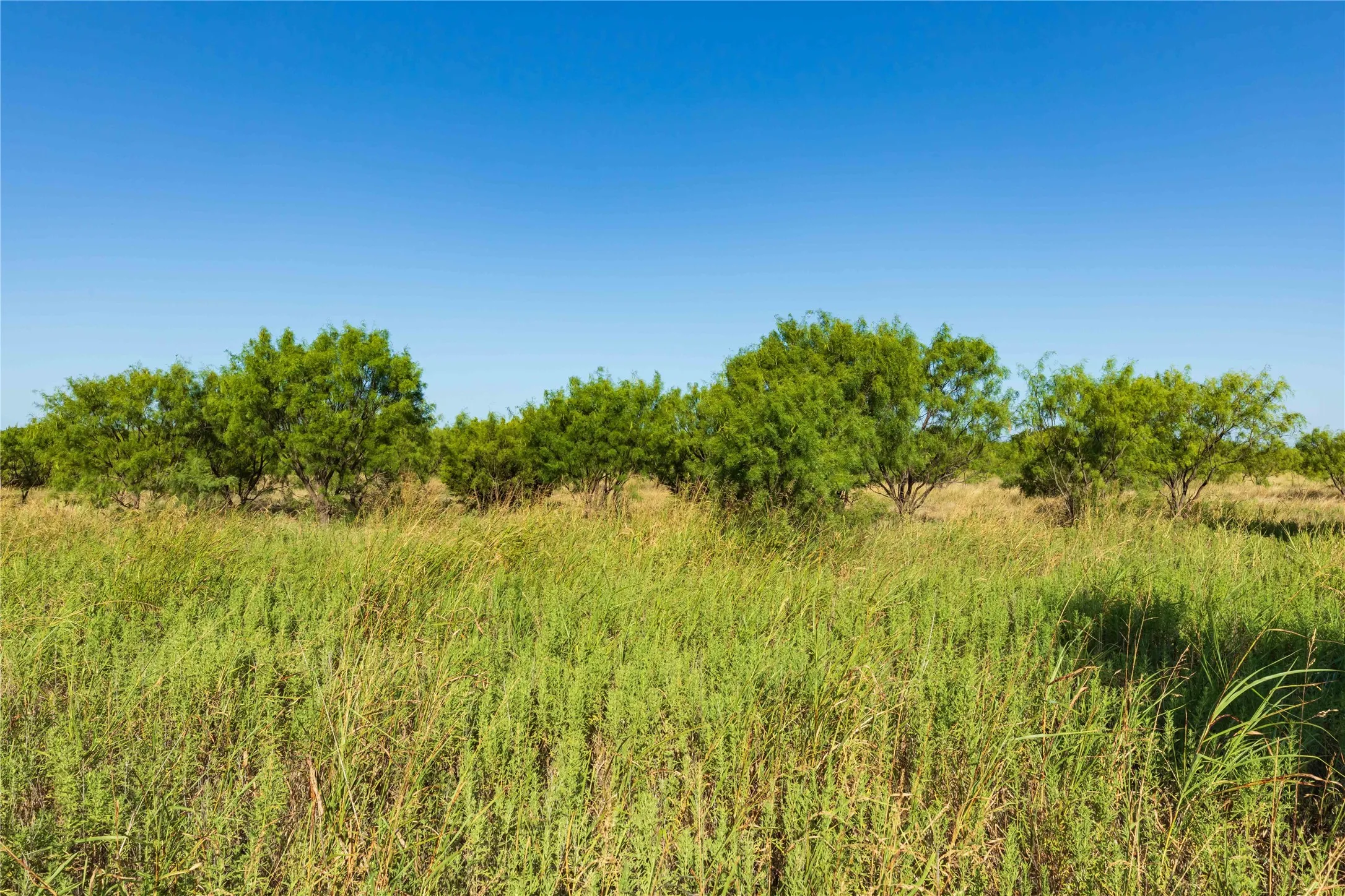Unimproved Land For Sale in Taylor County , TBD HWY 83 CR 250 HWY 83, Ovalo, Texas 79541, 0, 0, Garage spaces, 0 Sqft, built in 0, mls#21356611, Real Estate Agent in Ovalo, Homes For Sale in Taylor county, Homes For Sale in Ovalo, Realtor in Ovalo Texas, Real Estate Brokerage Independent Realty Texas, Luminita Cordes Realtor