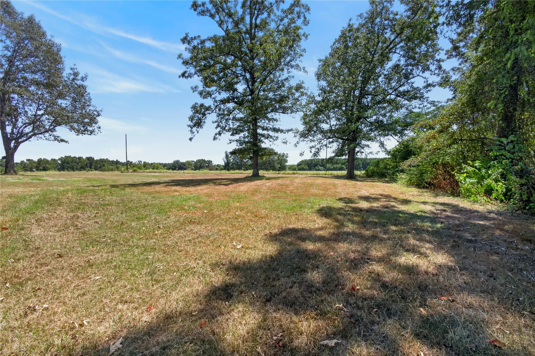 Expansive open field with scattered mature trees and natural foliage