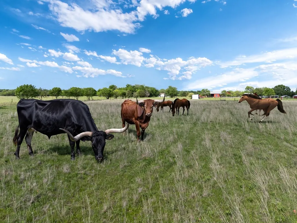 Unimproved Land For Sale in Van Zandt County , 00 D Vz County Road 3804, Wills Point, Texas 75169, 0, 0, Garage spaces, 0 Sqft, built in 1979, mls#21356916, Real Estate Agent in Wills Point, Homes For Sale in Van Zandt county, Homes For Sale in Wills Point, Realtor in Wills Point Texas, Real Estate Brokerage Independent Realty Texas, Luminita Cordes Realtor