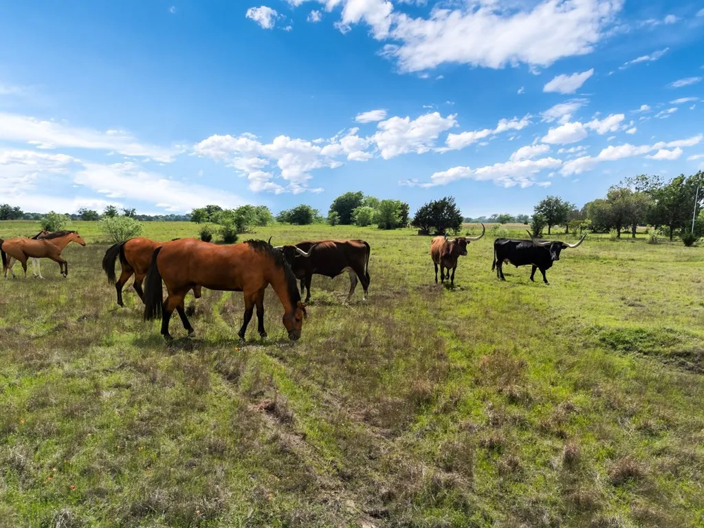 Unimproved Land For Sale in Van Zandt County , 00 D Vz County Road 3804, Wills Point, Texas 75169, 0, 0, Garage spaces, 0 Sqft, built in 1979, mls#21356916, Real Estate Agent in Wills Point, Homes For Sale in Van Zandt county, Homes For Sale in Wills Point, Realtor in Wills Point Texas, Real Estate Brokerage Independent Realty Texas, Luminita Cordes Realtor