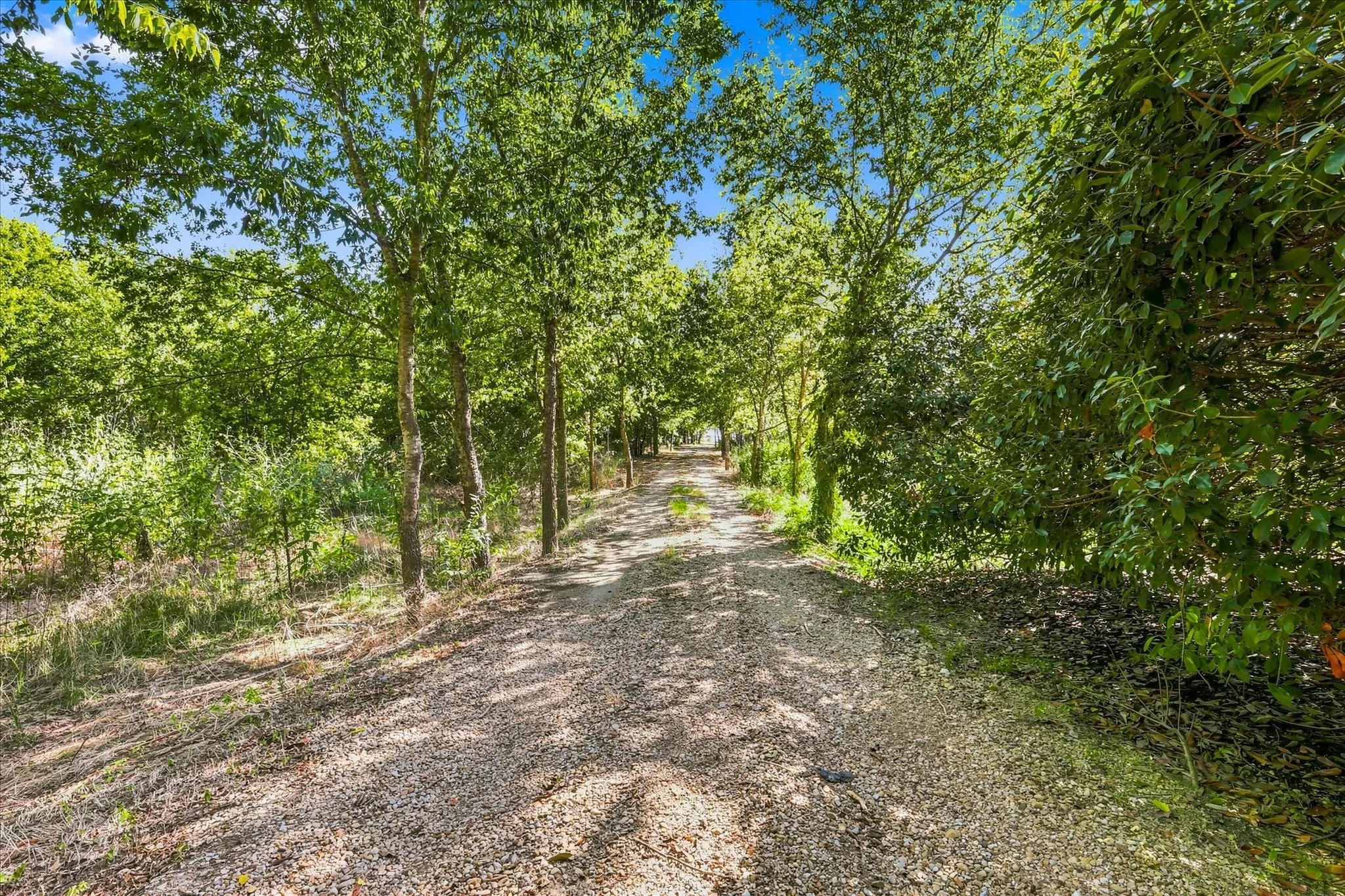 Gravel pathway bordered by mature trees and lush greenery