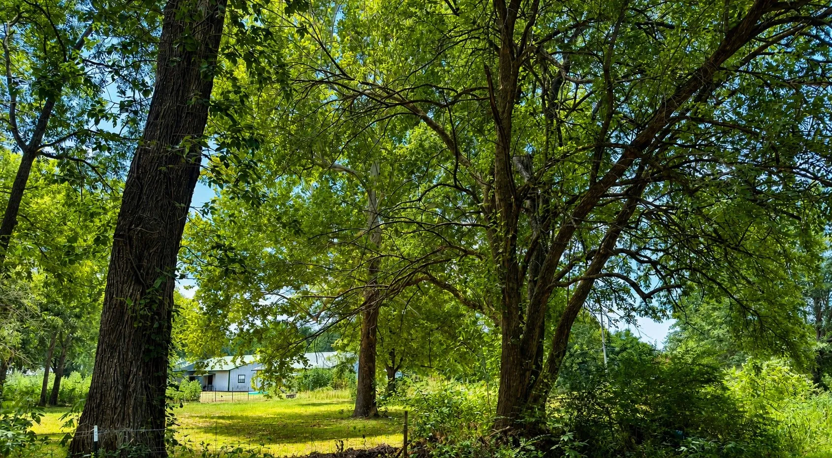 Improved Land For Sale in Lamar County , 230 Hickory Street, Blossom, Texas 75416, 0, 0, Garage spaces, 0 Sqft, built in 0, mls#21356970, Real Estate Agent in Blossom, Homes For Sale in Lamar county, Homes For Sale in Blossom, Realtor in Blossom Texas, Real Estate Brokerage Independent Realty Texas, Luminita Cordes Realtor