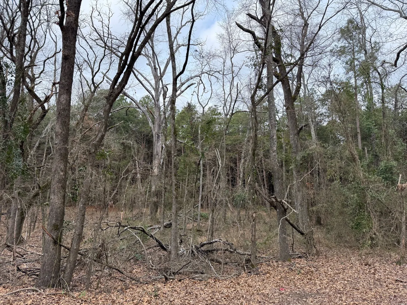 Unimproved Land For Sale in Wood County , TBD County Road 3986, Winnsboro, Texas 75494, 0, 0, Garage spaces, 0 Sqft, built in 0, mls#21357062, Real Estate Agent in Winnsboro, Homes For Sale in Wood county, Homes For Sale in Winnsboro, Realtor in Winnsboro Texas, Real Estate Brokerage Independent Realty Texas, Luminita Cordes Realtor