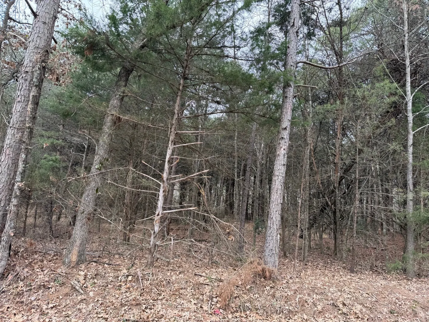 Unimproved Land For Sale in Wood County , TBD County Road 3986, Winnsboro, Texas 75494, 0, 0, Garage spaces, 0 Sqft, built in 0, mls#21357062, Real Estate Agent in Winnsboro, Homes For Sale in Wood county, Homes For Sale in Winnsboro, Realtor in Winnsboro Texas, Real Estate Brokerage Independent Realty Texas, Luminita Cordes Realtor