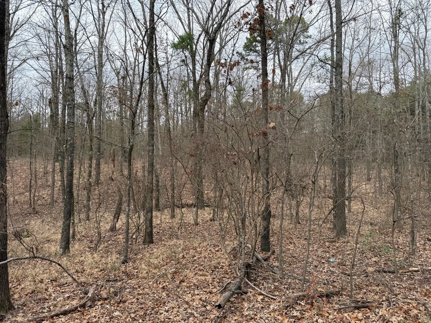 Unimproved Land For Sale in Wood County , TBD County Road 3986, Winnsboro, Texas 75494, 0, 0, Garage spaces, 0 Sqft, built in 0, mls#21357062, Real Estate Agent in Winnsboro, Homes For Sale in Wood county, Homes For Sale in Winnsboro, Realtor in Winnsboro Texas, Real Estate Brokerage Independent Realty Texas, Luminita Cordes Realtor