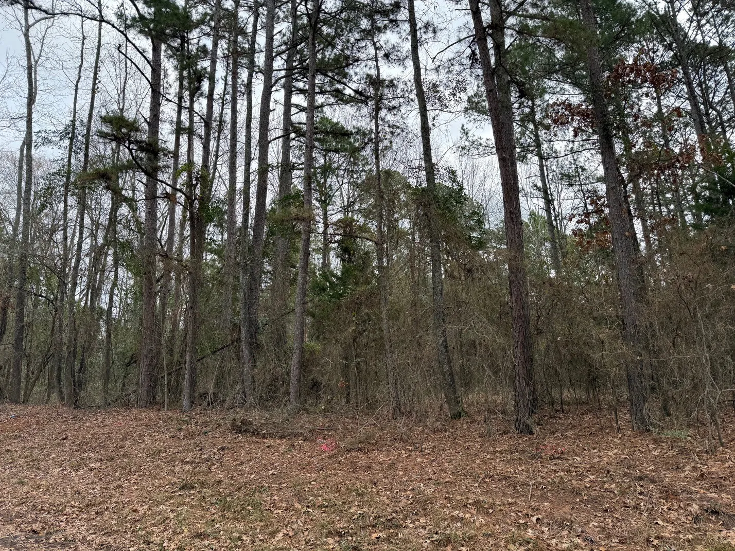 Unimproved Land For Sale in Wood County , TBD County Road 3986, Winnsboro, Texas 75494, 0, 0, Garage spaces, 0 Sqft, built in 0, mls#21357062, Real Estate Agent in Winnsboro, Homes For Sale in Wood county, Homes For Sale in Winnsboro, Realtor in Winnsboro Texas, Real Estate Brokerage Independent Realty Texas, Luminita Cordes Realtor