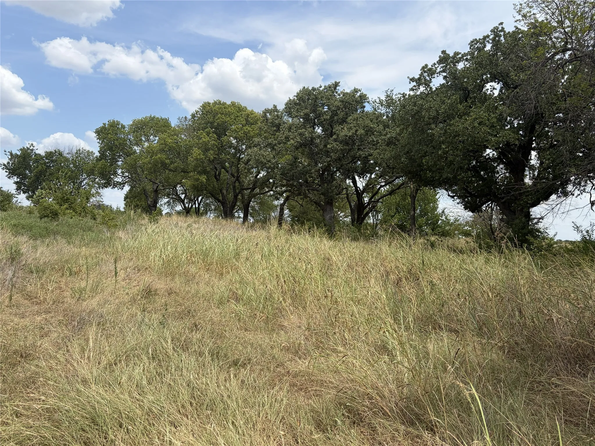 Expansive land featuring mature deciduous trees and natural vegetation
