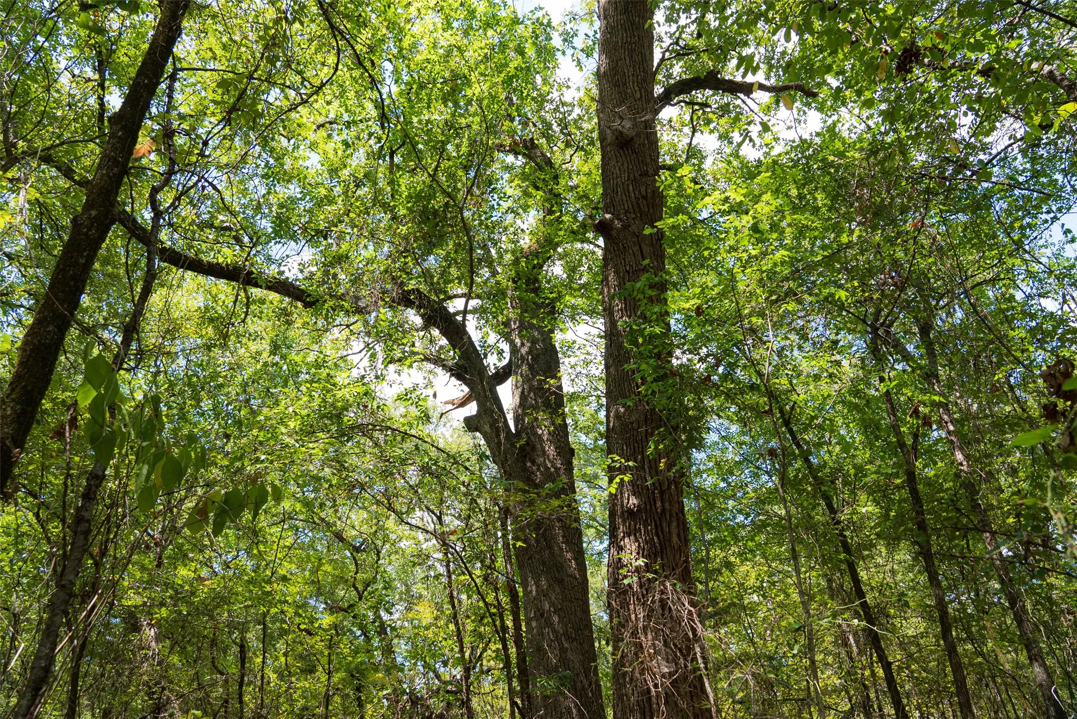 Improved Land For Sale in Henderson County , 11748 River Ranch Road, Kemp, Texas 75143, 0, 0, Garage spaces, 0 Sqft, built in 1986, mls#21357634, Real Estate Agent in Kemp, Homes For Sale in Henderson county, Homes For Sale in Kemp, Realtor in Kemp Texas, Real Estate Brokerage Independent Realty Texas, Luminita Cordes Realtor