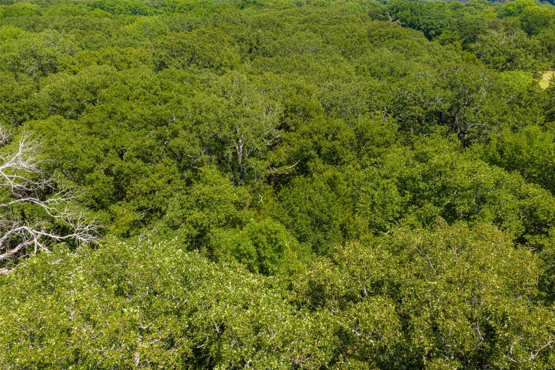 Improved Land For Sale in Henderson County , 11748 River Ranch Road, Kemp, Texas 75143, 0, 0, Garage spaces, 0 Sqft, built in 1986, mls#21357634, Real Estate Agent in Kemp, Homes For Sale in Henderson county, Homes For Sale in Kemp, Realtor in Kemp Texas, Real Estate Brokerage Independent Realty Texas, Luminita Cordes Realtor