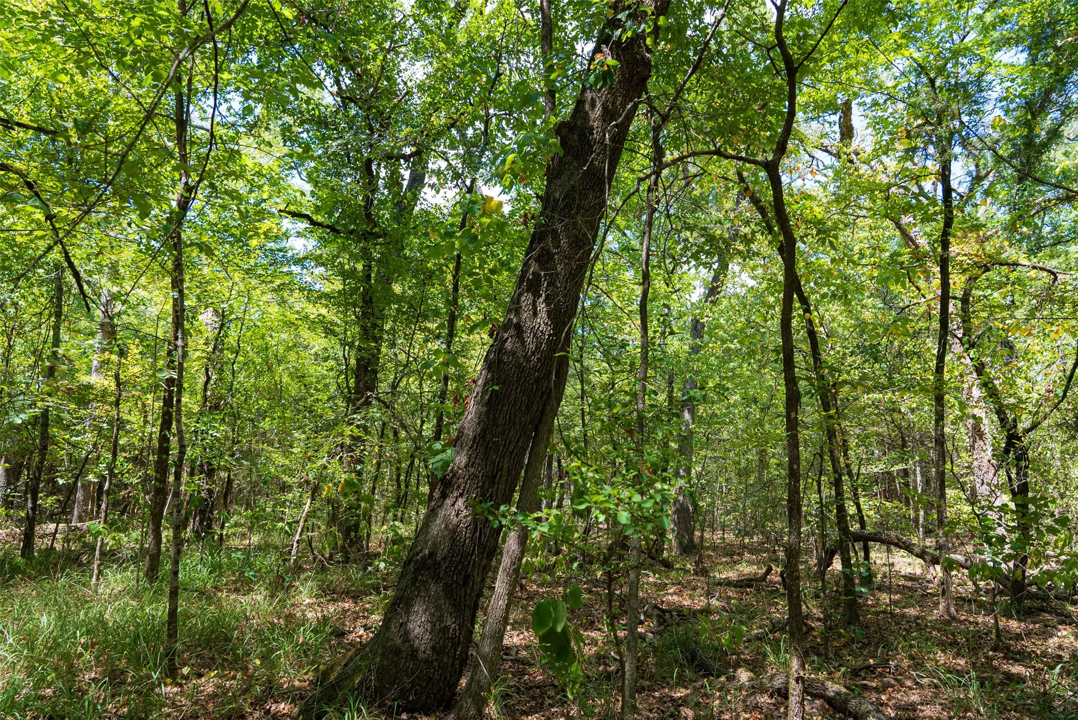 Improved Land For Sale in Henderson County , 11748 River Ranch Road, Kemp, Texas 75143, 0, 0, Garage spaces, 0 Sqft, built in 1986, mls#21357634, Real Estate Agent in Kemp, Homes For Sale in Henderson county, Homes For Sale in Kemp, Realtor in Kemp Texas, Real Estate Brokerage Independent Realty Texas, Luminita Cordes Realtor