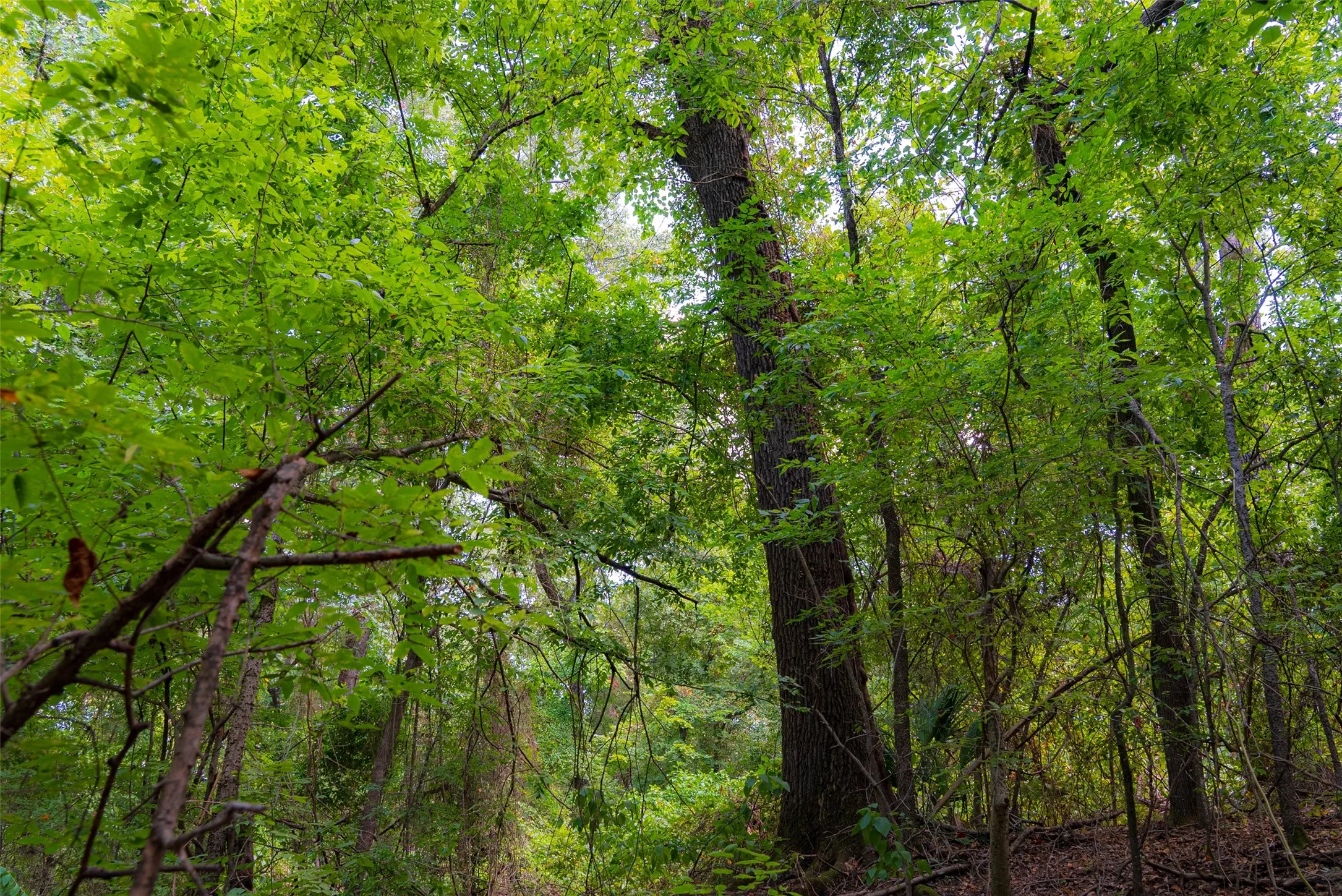 Improved Land For Sale in Henderson County , 11748 River Ranch Road, Kemp, Texas 75143, 0, 0, Garage spaces, 0 Sqft, built in 1986, mls#21357634, Real Estate Agent in Kemp, Homes For Sale in Henderson county, Homes For Sale in Kemp, Realtor in Kemp Texas, Real Estate Brokerage Independent Realty Texas, Luminita Cordes Realtor