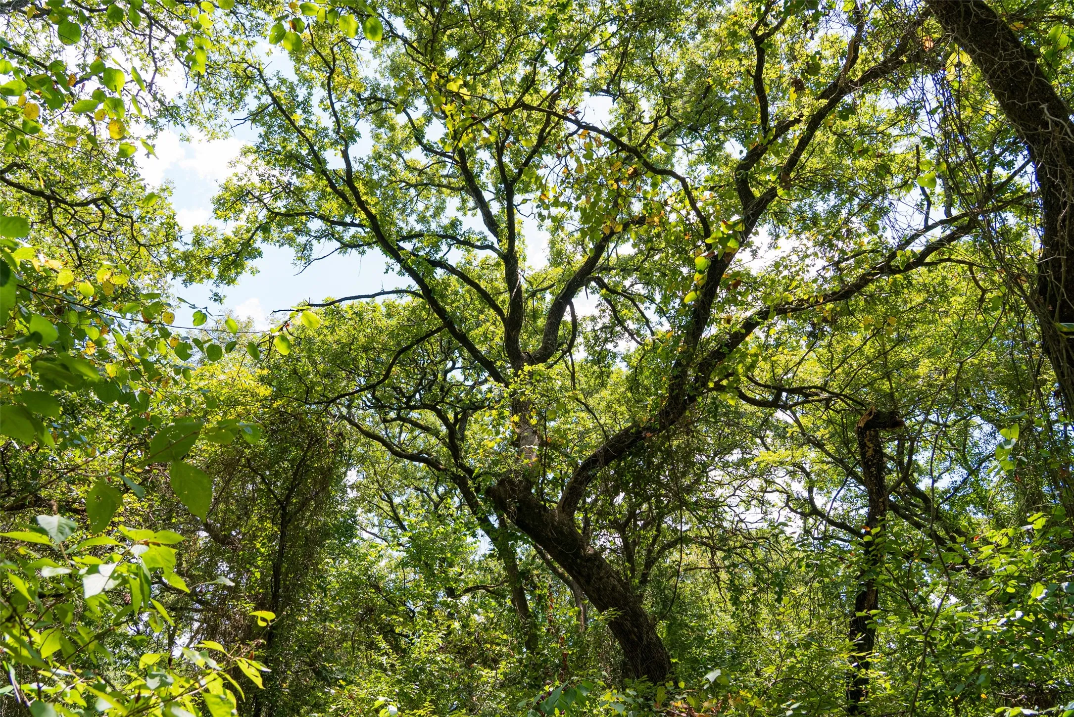 Improved Land For Sale in Henderson County , 11748 River Ranch Road, Kemp, Texas 75143, 0, 0, Garage spaces, 0 Sqft, built in 1986, mls#21357634, Real Estate Agent in Kemp, Homes For Sale in Henderson county, Homes For Sale in Kemp, Realtor in Kemp Texas, Real Estate Brokerage Independent Realty Texas, Luminita Cordes Realtor