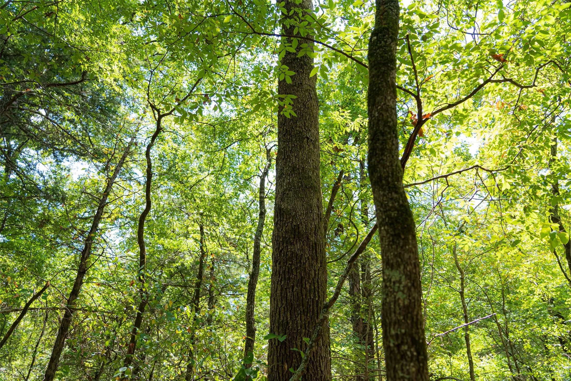 Improved Land For Sale in Henderson County , 11748 River Ranch Road, Kemp, Texas 75143, 0, 0, Garage spaces, 0 Sqft, built in 1986, mls#21357634, Real Estate Agent in Kemp, Homes For Sale in Henderson county, Homes For Sale in Kemp, Realtor in Kemp Texas, Real Estate Brokerage Independent Realty Texas, Luminita Cordes Realtor