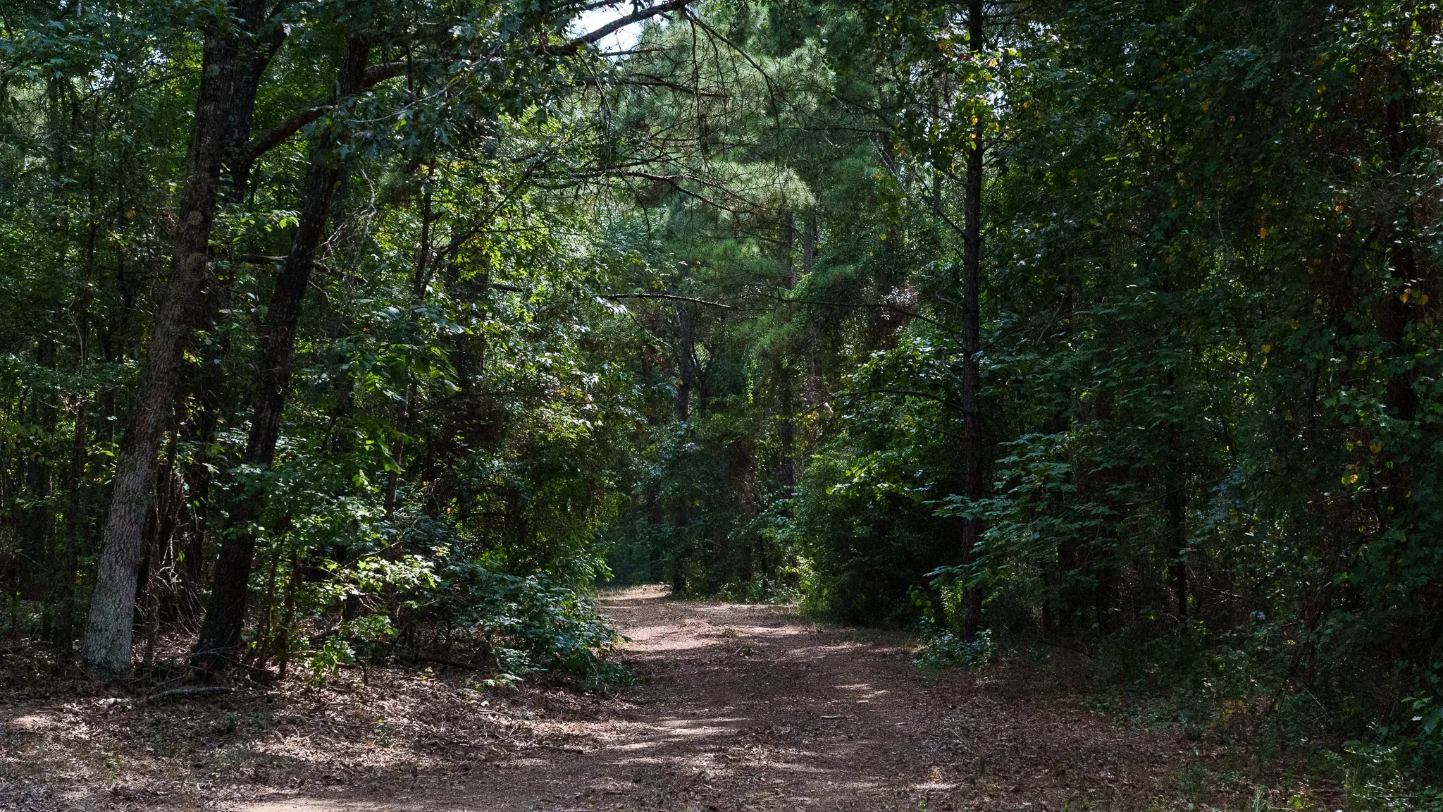 Unimproved Land For Sale in Smith County , TBD CR 246 S, Tyler, Texas 75705, 0, 0, Garage spaces, 0 Sqft, built in 0, mls#21337277, Real Estate Agent in Tyler, Homes For Sale in Smith county, Homes For Sale in Tyler, Realtor in Tyler Texas, Real Estate Brokerage Independent Realty Texas, Luminita Cordes Realtor