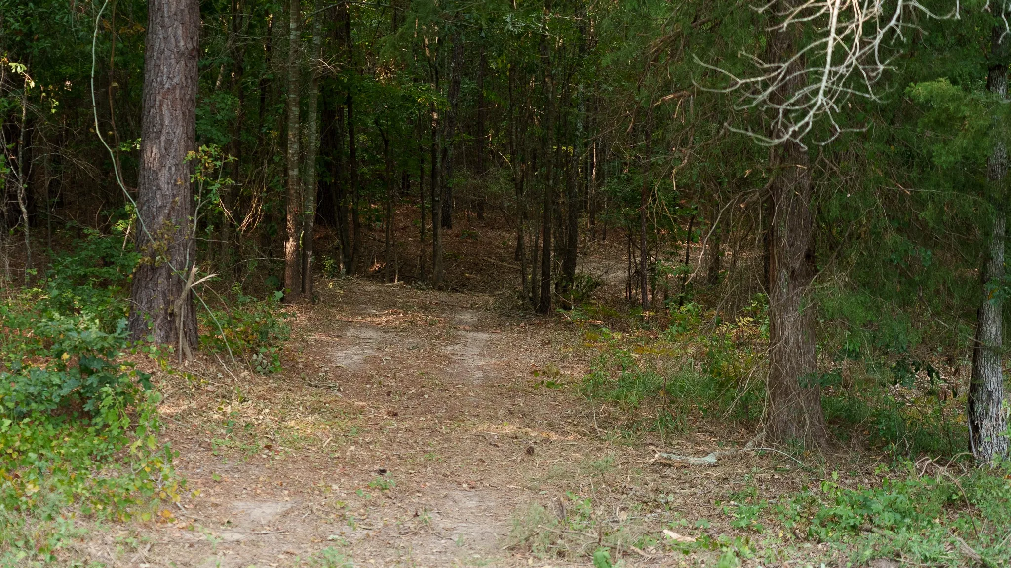 Unimproved Land For Sale in Smith County , TBD CR 246 S, Tyler, Texas 75705, 0, 0, Garage spaces, 0 Sqft, built in 0, mls#21337277, Real Estate Agent in Tyler, Homes For Sale in Smith county, Homes For Sale in Tyler, Realtor in Tyler Texas, Real Estate Brokerage Independent Realty Texas, Luminita Cordes Realtor