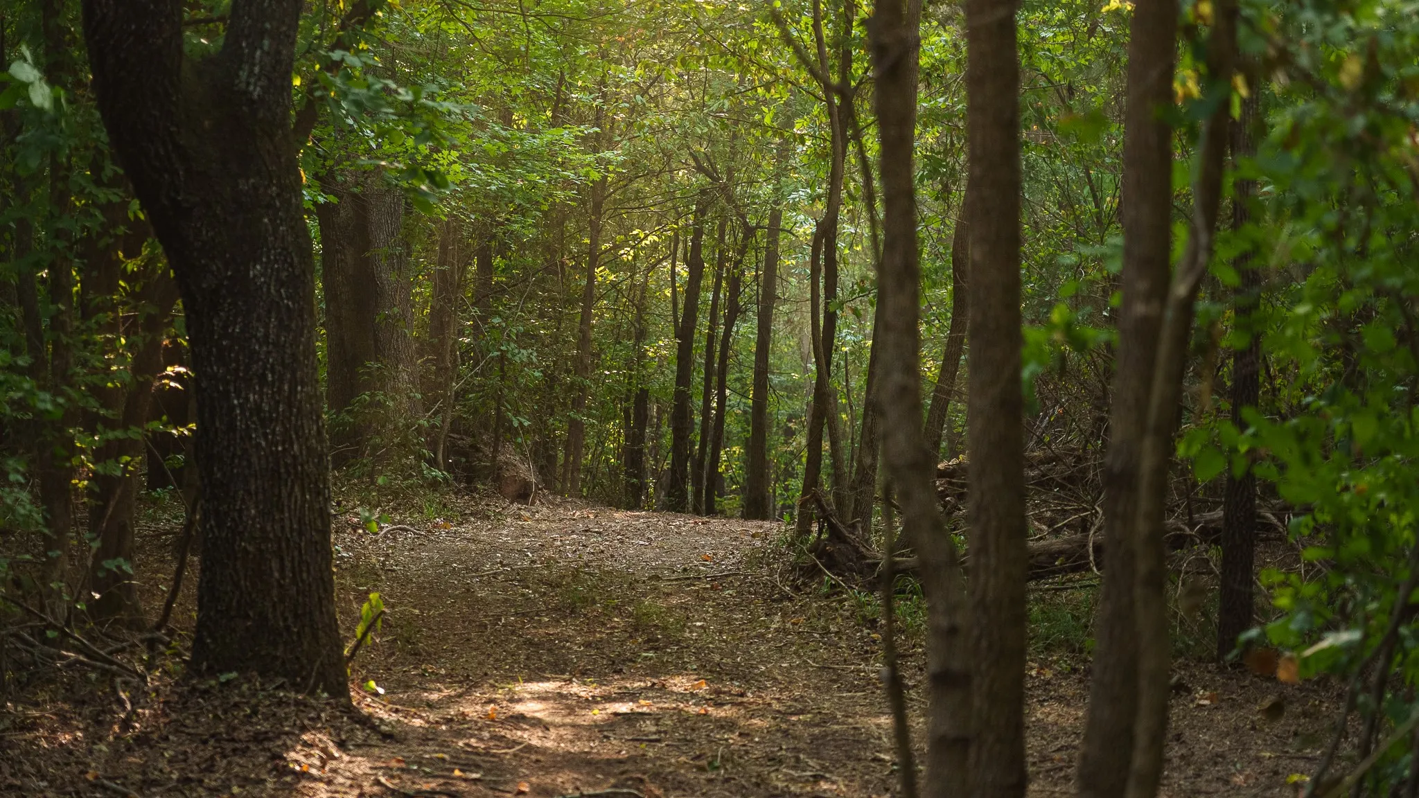 Unimproved Land For Sale in Smith County , TBD CR 246 S, Tyler, Texas 75705, 0, 0, Garage spaces, 0 Sqft, built in 0, mls#21337277, Real Estate Agent in Tyler, Homes For Sale in Smith county, Homes For Sale in Tyler, Realtor in Tyler Texas, Real Estate Brokerage Independent Realty Texas, Luminita Cordes Realtor