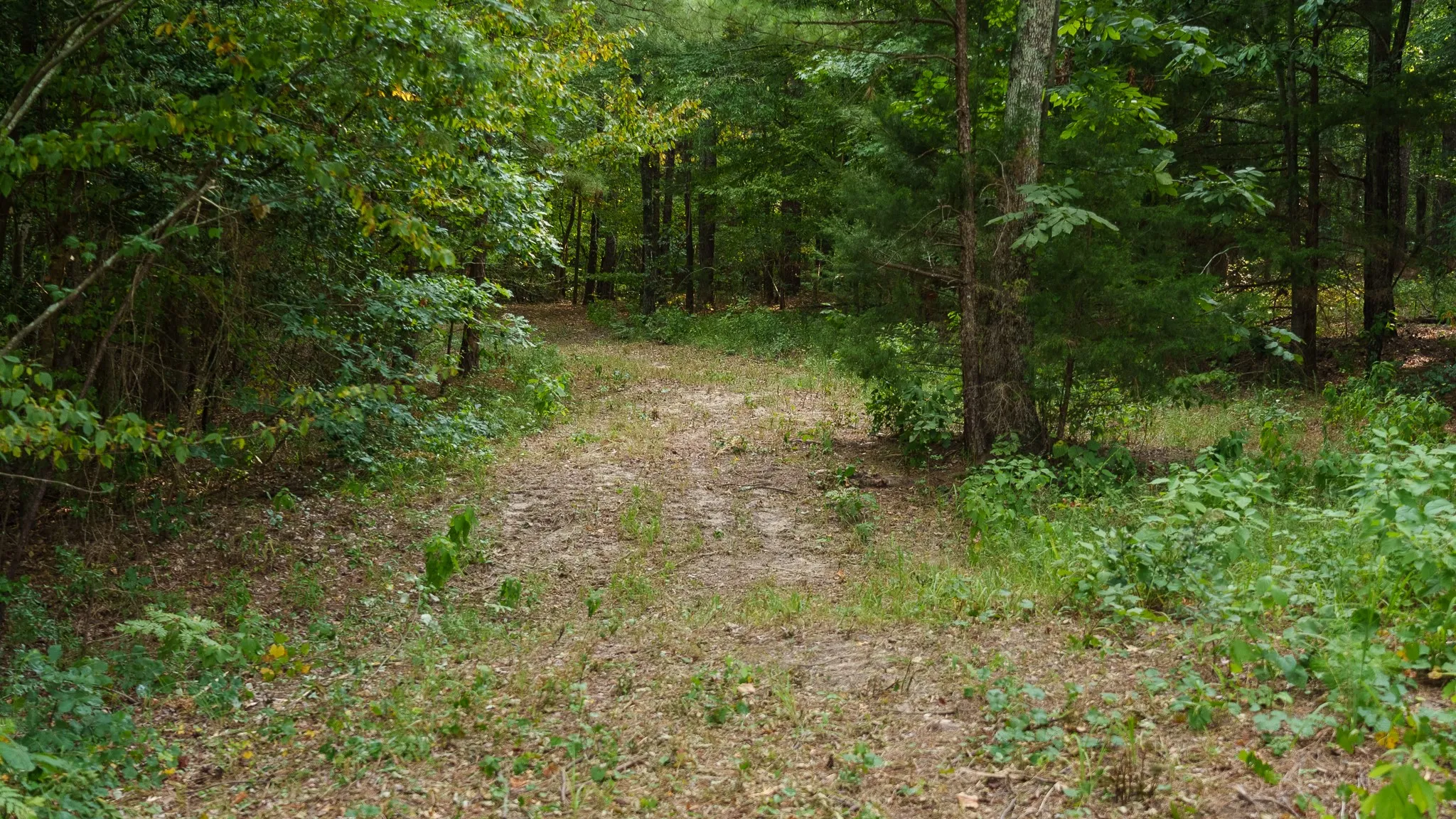 Unimproved Land For Sale in Smith County , TBD CR 246 S, Tyler, Texas 75705, 0, 0, Garage spaces, 0 Sqft, built in 0, mls#21337277, Real Estate Agent in Tyler, Homes For Sale in Smith county, Homes For Sale in Tyler, Realtor in Tyler Texas, Real Estate Brokerage Independent Realty Texas, Luminita Cordes Realtor