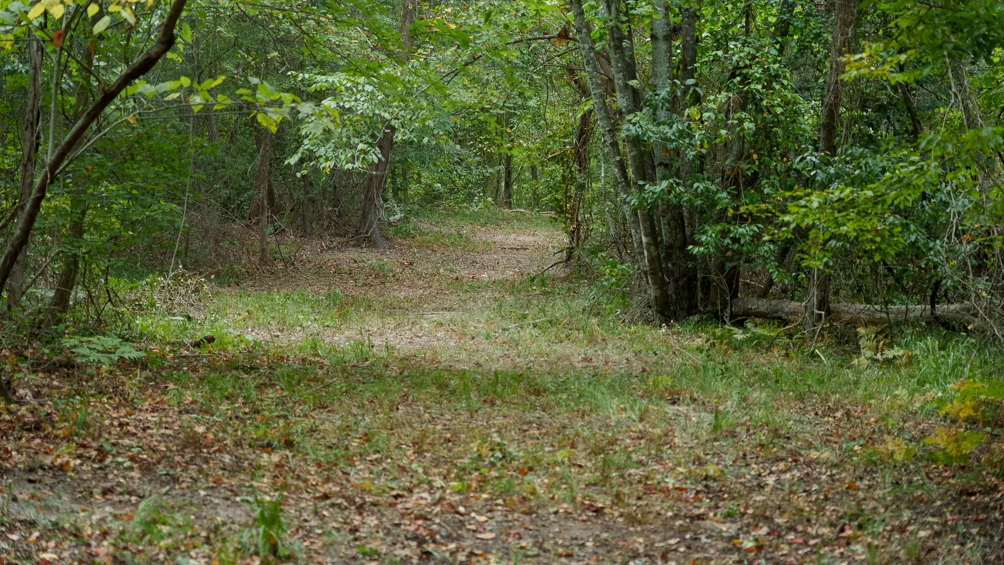 Unimproved Land For Sale in Smith County , TBD CR 246 S, Tyler, Texas 75705, 0, 0, Garage spaces, 0 Sqft, built in 0, mls#21337277, Real Estate Agent in Tyler, Homes For Sale in Smith county, Homes For Sale in Tyler, Realtor in Tyler Texas, Real Estate Brokerage Independent Realty Texas, Luminita Cordes Realtor