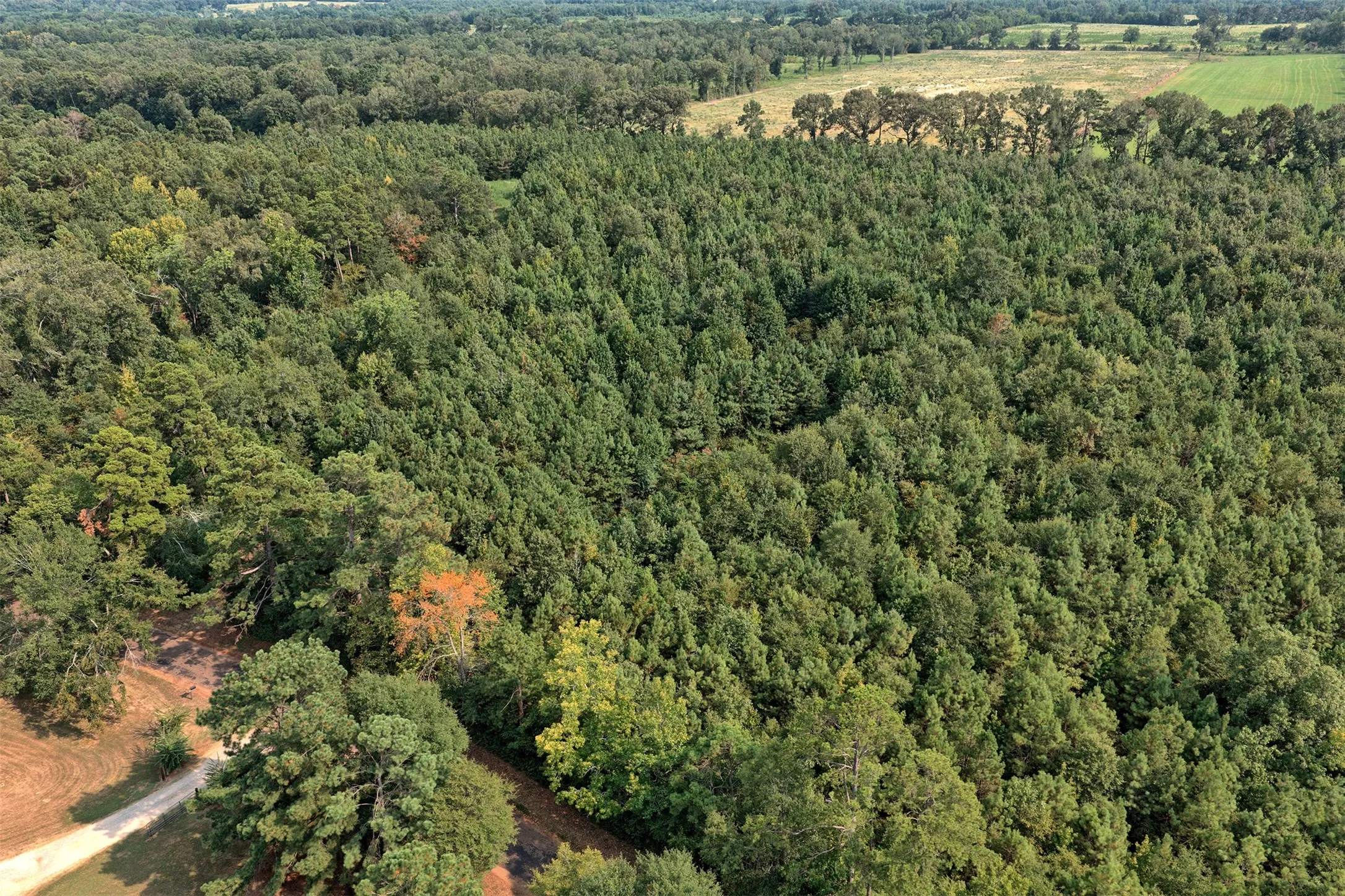 Unimproved Land For Sale in Panola County , 00 County Road 164, Long Branch, Texas 75669, 0, 0, Garage spaces, 0 Sqft, built in 0, mls#21355904, Real Estate Agent in Long Branch, Homes For Sale in Panola county, Homes For Sale in Long Branch, Realtor in Long Branch Texas, Real Estate Brokerage Independent Realty Texas, Luminita Cordes Realtor