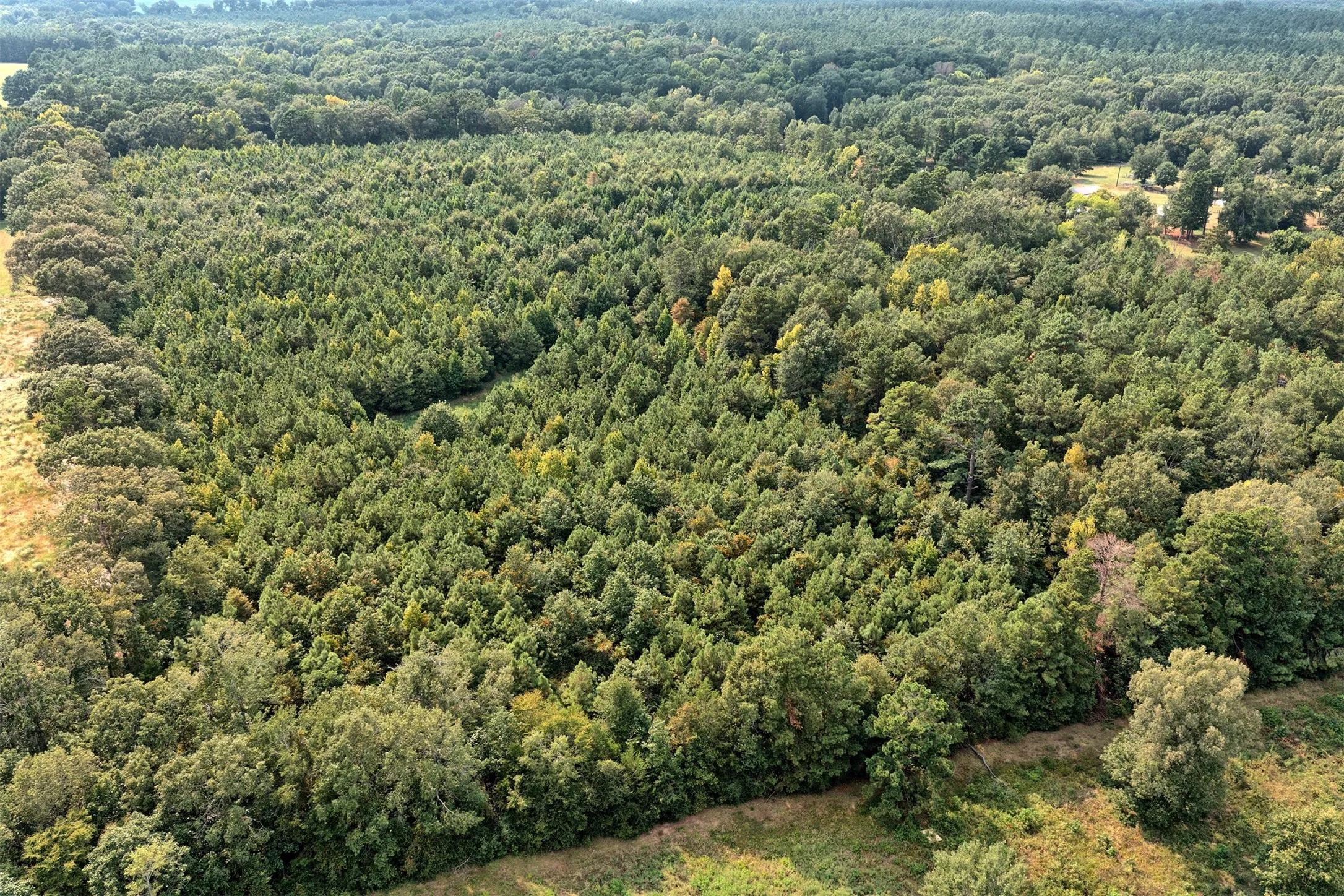 Unimproved Land For Sale in Panola County , 00 County Road 164, Long Branch, Texas 75669, 0, 0, Garage spaces, 0 Sqft, built in 0, mls#21355904, Real Estate Agent in Long Branch, Homes For Sale in Panola county, Homes For Sale in Long Branch, Realtor in Long Branch Texas, Real Estate Brokerage Independent Realty Texas, Luminita Cordes Realtor