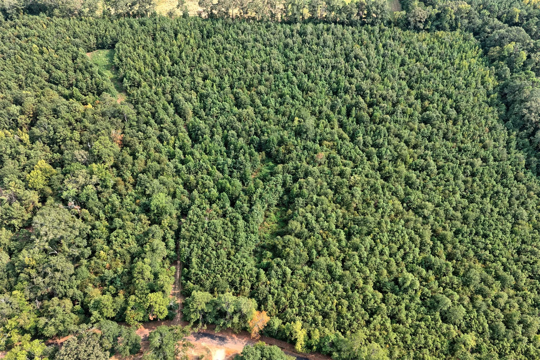 Unimproved Land For Sale in Panola County , 00 County Road 164, Long Branch, Texas 75669, 0, 0, Garage spaces, 0 Sqft, built in 0, mls#21355904, Real Estate Agent in Long Branch, Homes For Sale in Panola county, Homes For Sale in Long Branch, Realtor in Long Branch Texas, Real Estate Brokerage Independent Realty Texas, Luminita Cordes Realtor