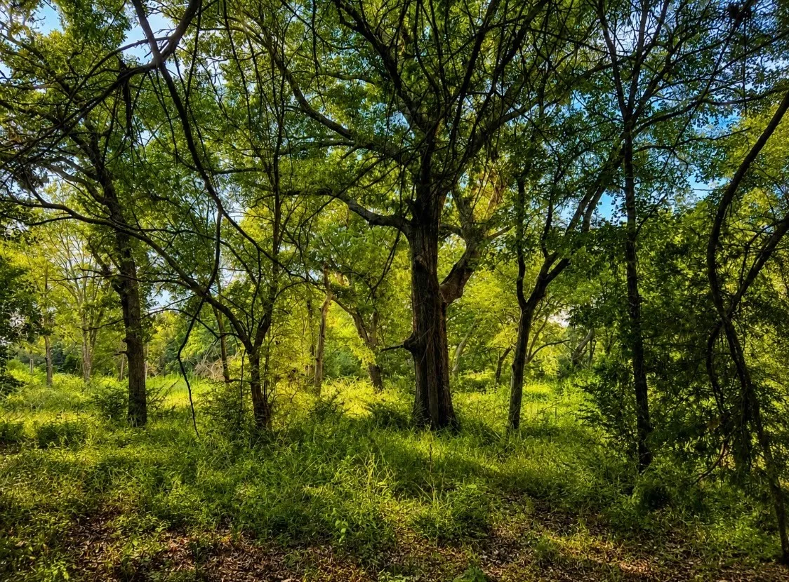 wooded creek
