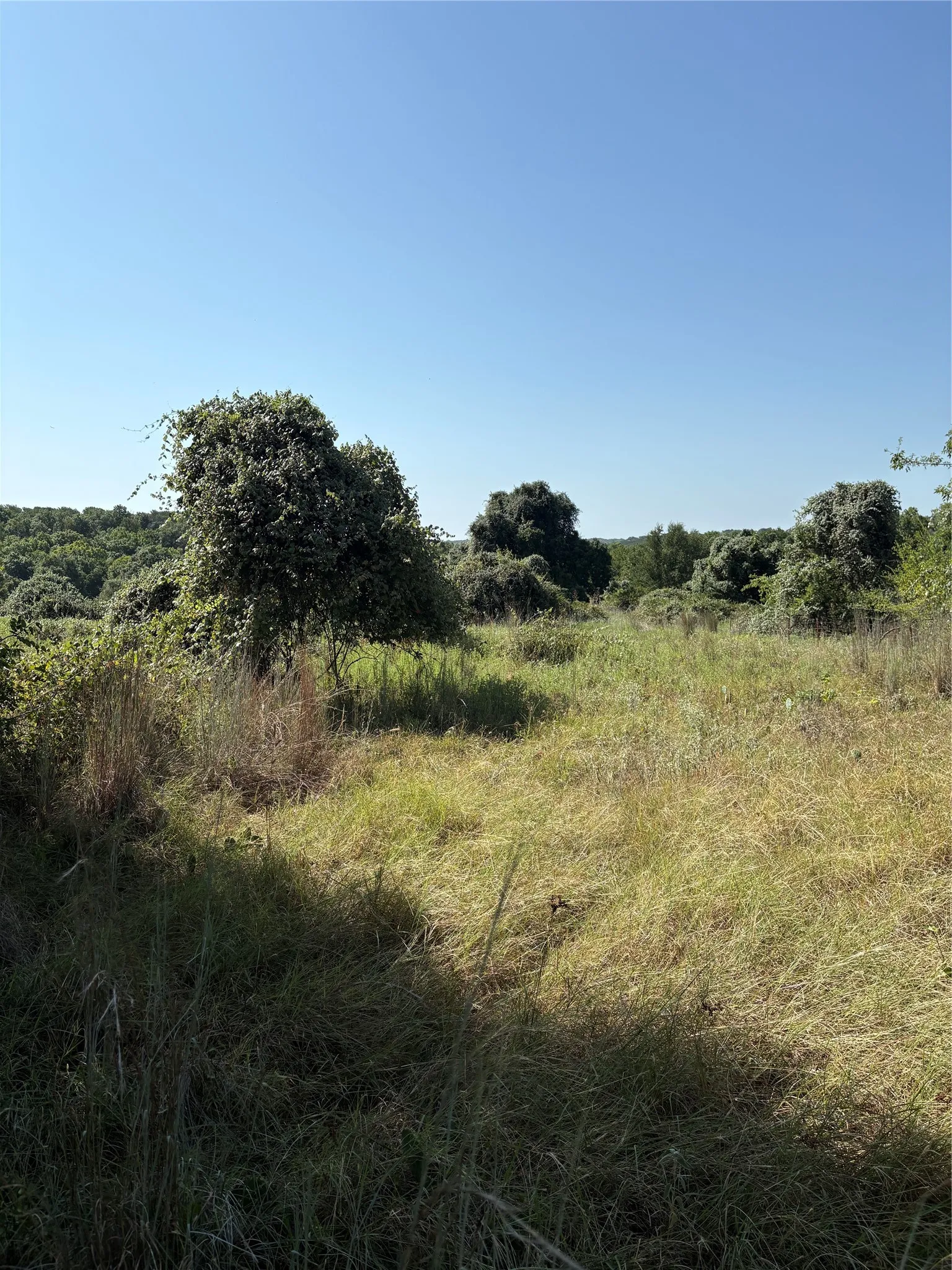 Expansive open field with natural vegetation and distant tree lines under a clear sky
