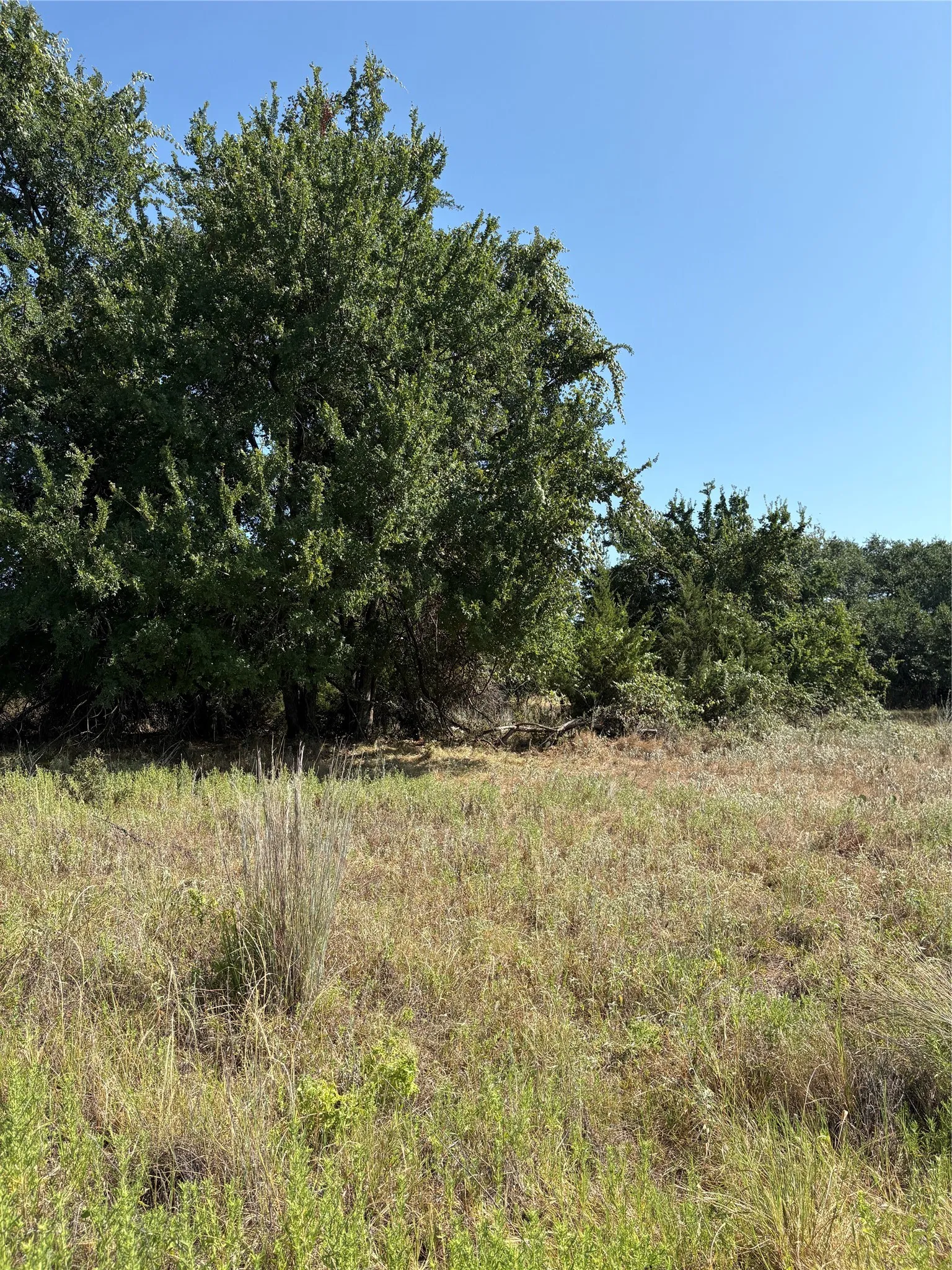 Expansive land featuring mature deciduous trees and natural vegetation under a clear sky