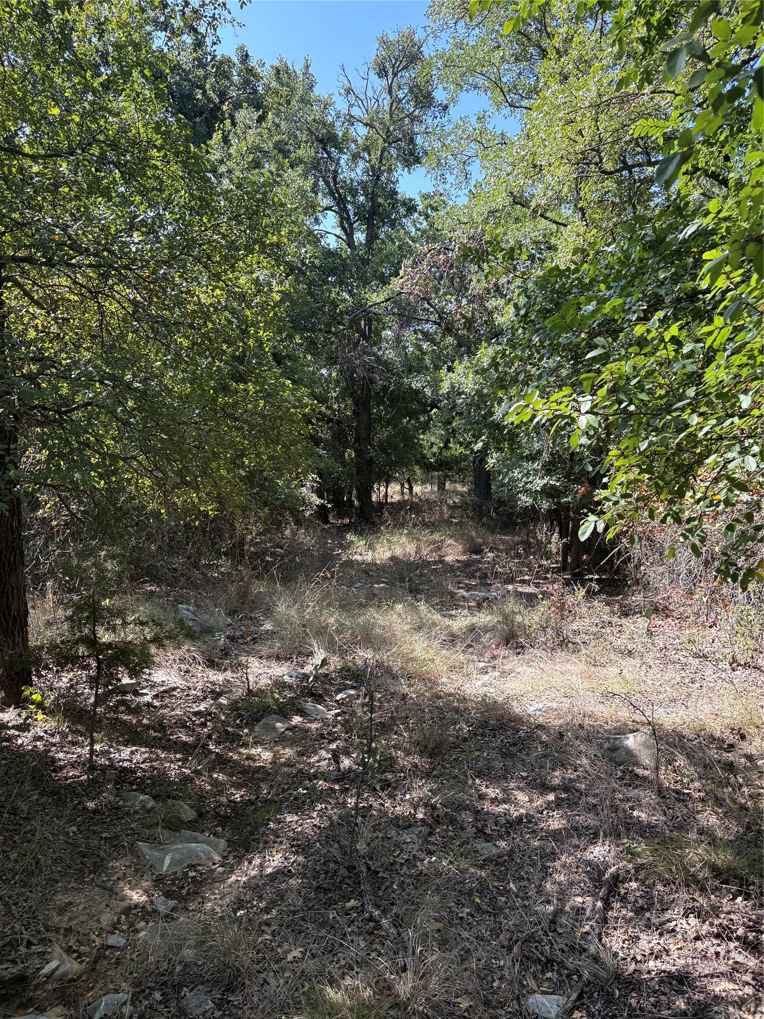 Wooded property featuring mature trees, natural ground cover, and exposed rock formations