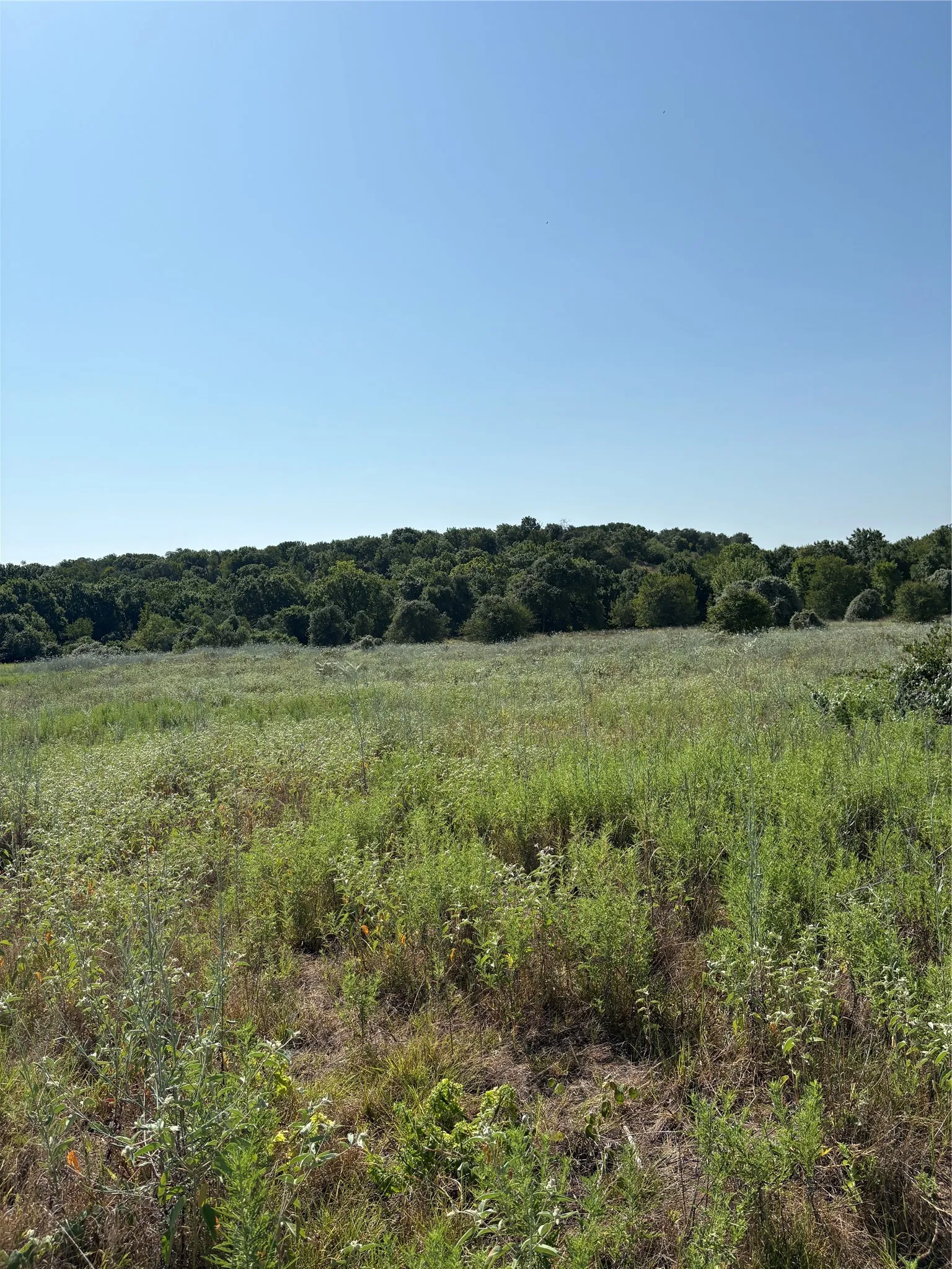 Expansive open field with natural vegetation, bordered by a dense tree line