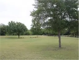 Expansive green lawn with established trees providing natural shading and a serene outdoor environment