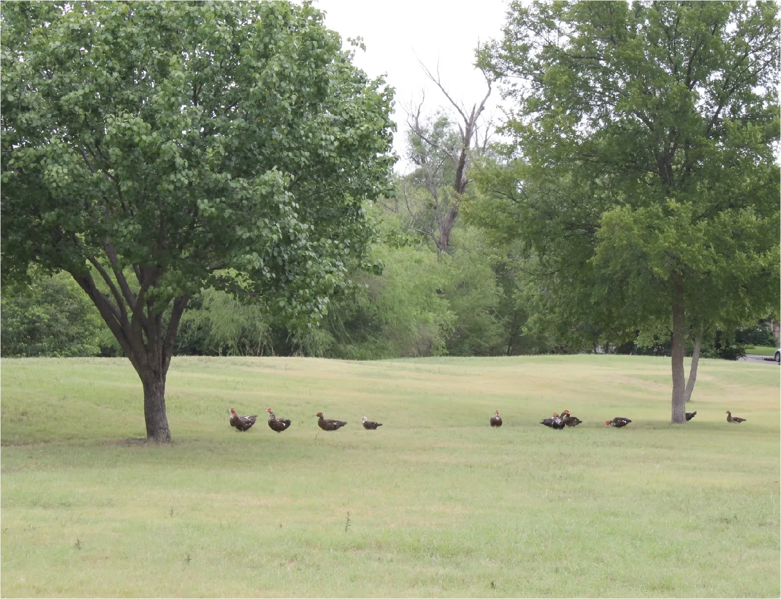 Improved Land For Sale in Dallas County , 9493 Timberleaf Drive, Dallas, Texas 75243, 0, 0, Garage spaces, 0 Sqft, built in 0, mls#21358210, Real Estate Agent in Dallas, Homes For Sale in Dallas county, Homes For Sale in Dallas, Realtor in Dallas Texas, Real Estate Brokerage Independent Realty Texas, Luminita Cordes Realtor