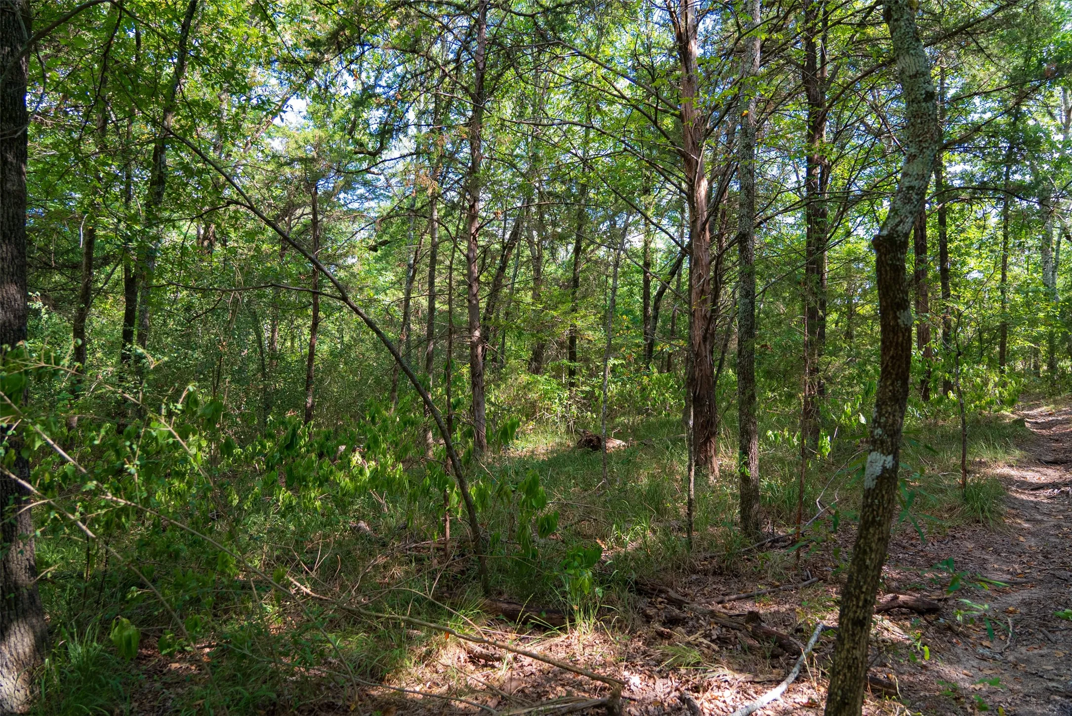 Unimproved Land For Sale in Van Zandt County , 10446 Fm 859, Edgewood, Texas 75117, 0, 0, Garage spaces, 0 Sqft, built in 0, Price $935,000, mls#21358253, Real Estate Agent in Edgewood, Homes For Sale in Van Zandt county, Homes For Sale in Edgewood, Realtor in Edgewood Texas, Real Estate Brokerage Independent Realty Texas, Luminita Cordes Realtor