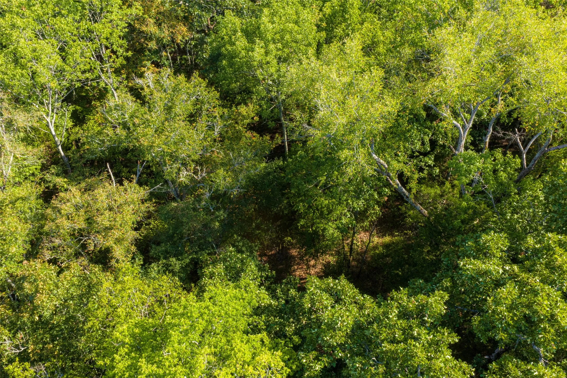 Unimproved Land For Sale in Van Zandt County , 10446 Fm 859, Edgewood, Texas 75117, 0, 0, Garage spaces, 0 Sqft, built in 0, Price $935,000, mls#21358253, Real Estate Agent in Edgewood, Homes For Sale in Van Zandt county, Homes For Sale in Edgewood, Realtor in Edgewood Texas, Real Estate Brokerage Independent Realty Texas, Luminita Cordes Realtor