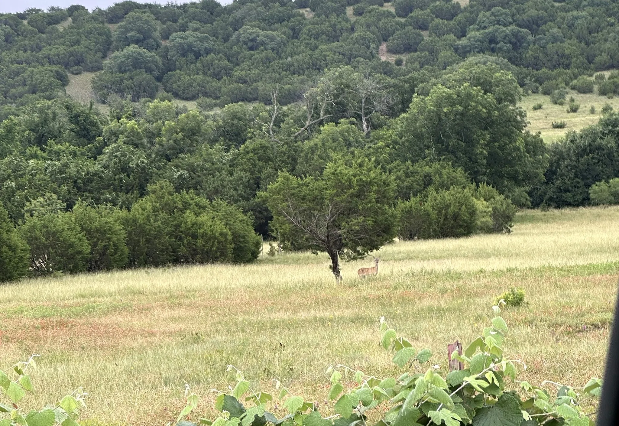 Ranch For Sale in Bosque County , TBD TX-6, Meridian, Texas 76665, 0, 0, Garage spaces, 0 Sqft, built in 1999, mls#21357972, Real Estate Agent in Meridian, Homes For Sale in Bosque county, Homes For Sale in Meridian, Realtor in Meridian Texas, Real Estate Brokerage Independent Realty Texas, Luminita Cordes Realtor